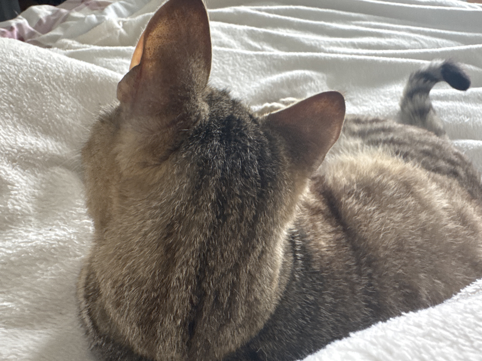 The image depicts a tabby cat from the back, lying on a white blanket. The cat's ears are perked up, and its tail is curled upwards. The location is Unknown, Unknown.