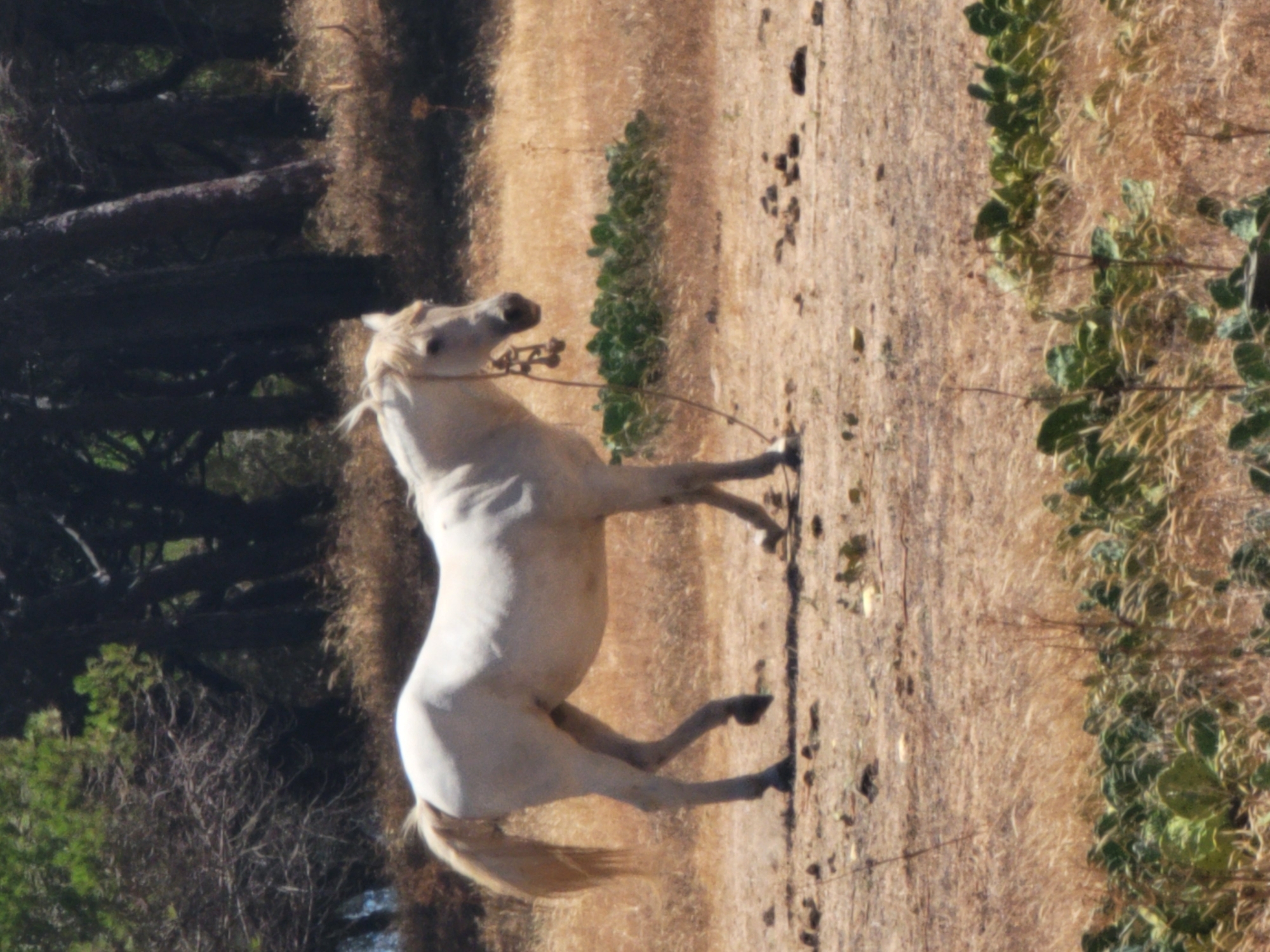 A white horse stands in a dry, grassy field, with trees in the background. The horse is facing to the right and has a rope halter with bells around its neck. The ground is dry and dusty, with patches of green vegetation scattered throughout. The trees in the background appear to be pine trees. The scene is brightly lit by the sun.