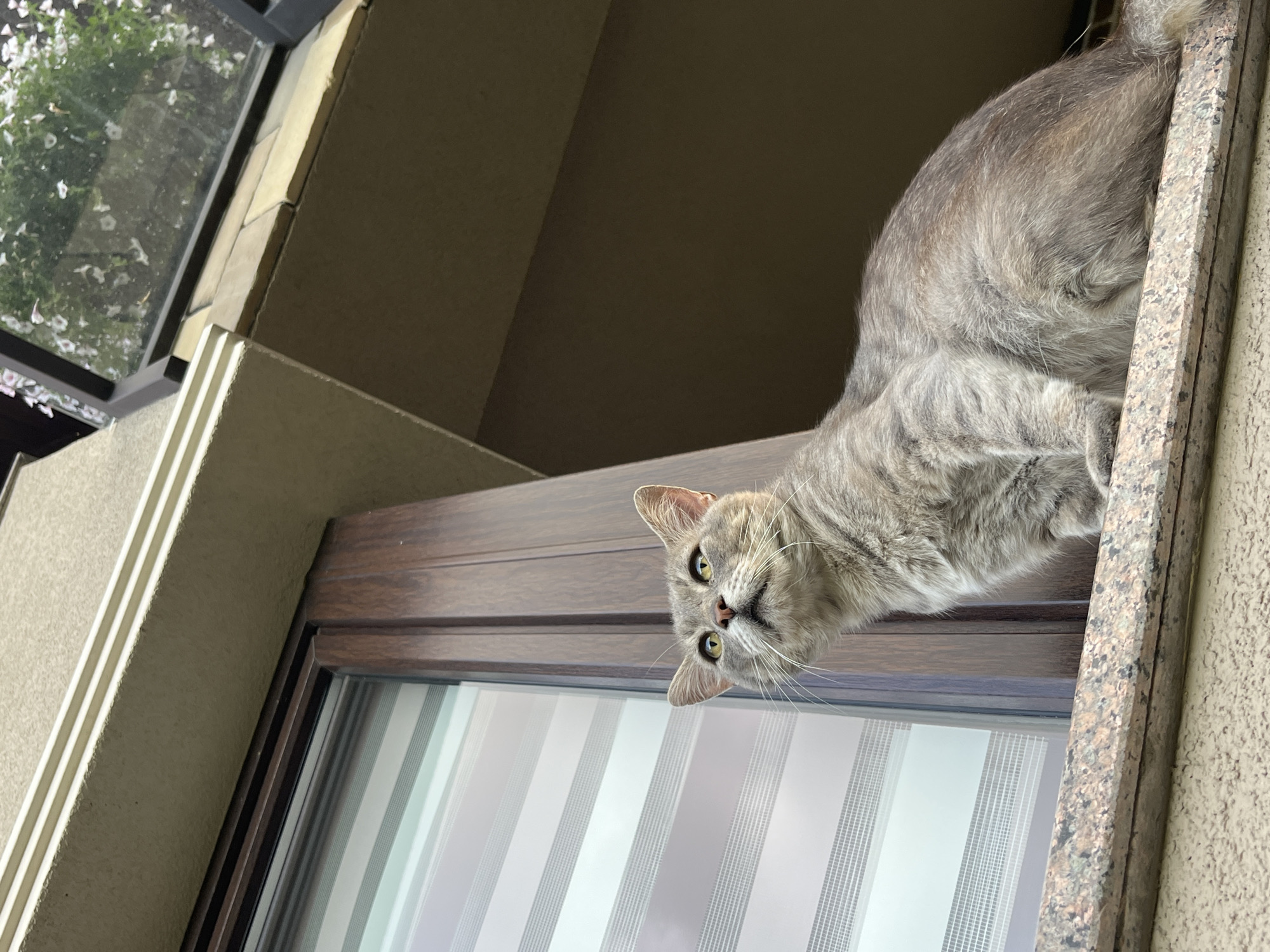A grey tabby cat with yellow eyes sits on a granite windowsill. The cat is looking upwards, with its mouth slightly open. Behind the cat is a window with horizontal blinds. The window frame is made of dark wood. Above the window is an overhang of a building. In the background, there are some white flowers and greenery. The image appears to be taken outdoors, possibly in a residential area. There is no indication of the cat's location in Koroviia, Ukraine.