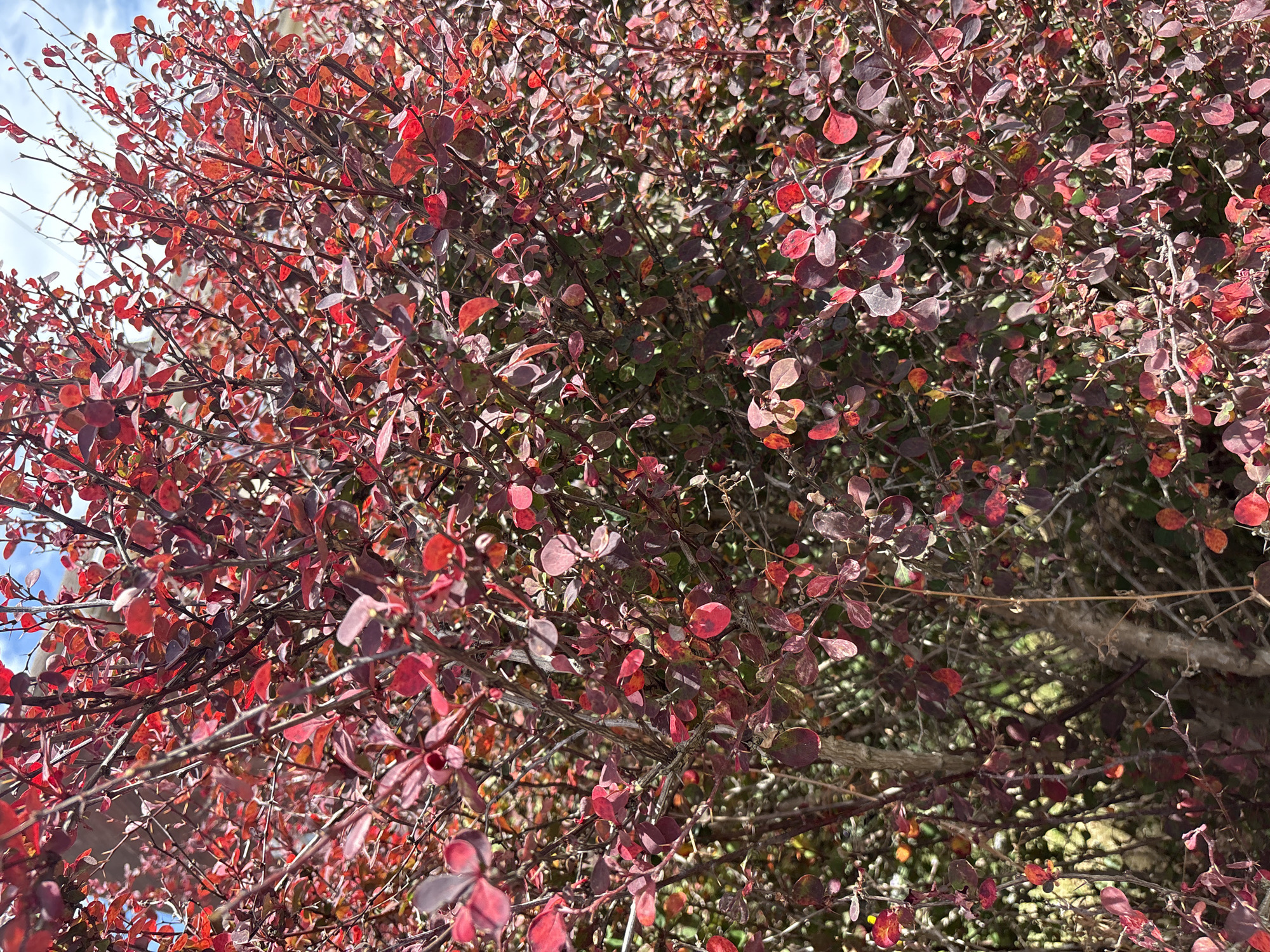 A close-up, low-angle, eye-level medium shot captures a densely branched shrub with numerous small, oval-shaped leaves. The leaves exhibit a vibrant color palette, ranging from deep reds and purples to hints of green and yellow, suggesting autumn foliage. The branches are thin and wiry, some appearing thorny. Sunlight filters through the leaves, creating highlights and shadows that add depth to the image. In the upper left corner, a sliver of pale blue sky with wispy white clouds is visible, indicating an outdoor setting on a partly cloudy day. The background is a blur of more foliage, some darker green, suggesting other plants or deeper parts of the same shrub. There is no text visible in the image, and no people or specific objects are discernible, focusing entirely on the texture and color of the plant. The overall impression is one of natural beauty, possibly capturing the transition of seasons.