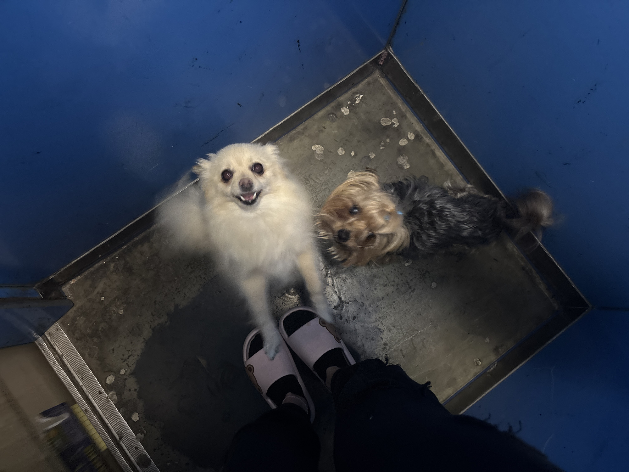 From an elevated perspective, the image captures two small dogs, one white and fluffy, the other a Yorkshire Terrier mix, standing on a metal surface. A person's lower legs are visible, clad in black leggings, black socks, and light pink slip-on sandals with cartoon bear details. The metal surface containing the dogs is situated in the corner of what appears to be a blue-walled enclosure, likely a dog grooming station or similar facility. The location appears to be in the city of Sofia, Bulgaria.