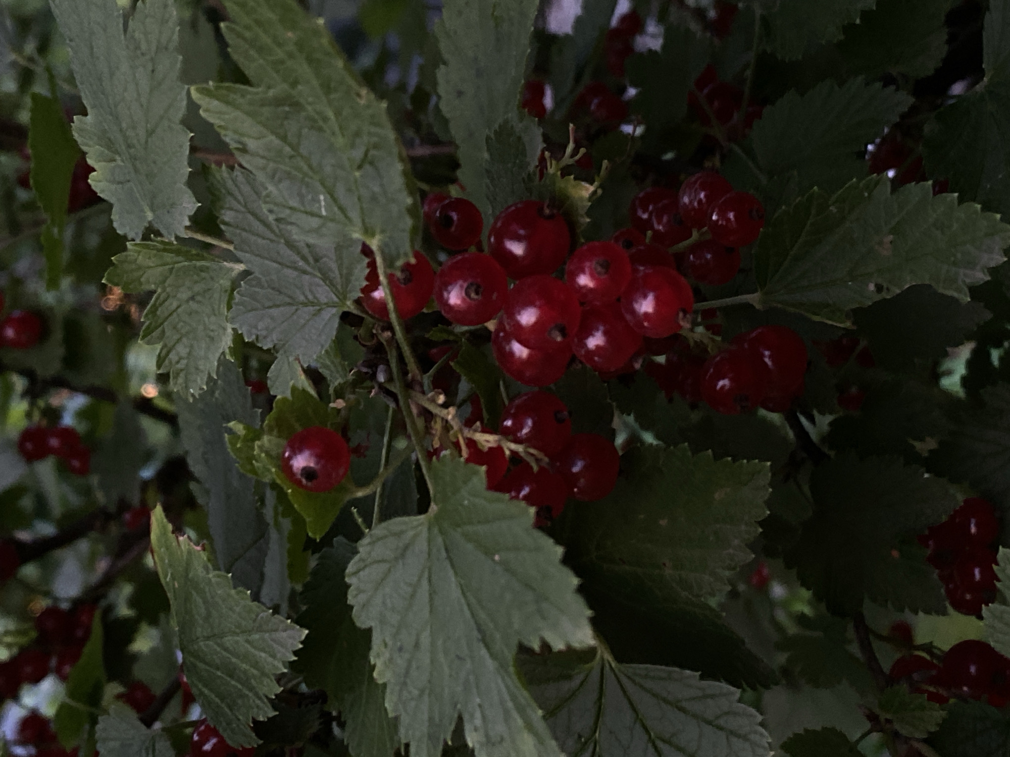 A close-up, vertical, eye-level shot captures a cluster of ripe red currants growing on a branch amidst dark green foliage. The currants, varying in size, are a deep, translucent red and are arranged in small bunches. Some individual berries are clearly visible, with subtle indentations where they attach to the stems. The leaves of the currant bush are a dark green, with a slightly serrated edge. The background is blurred, suggesting a natural setting. The lighting is dim, creating a slightly moody atmosphere, with hints of light catching the surfaces of the berries. The image does not depict any people or specific landmarks that would indicate a location within Balashikha, Russia. The focus is entirely on the natural detail of the currants and their plant.