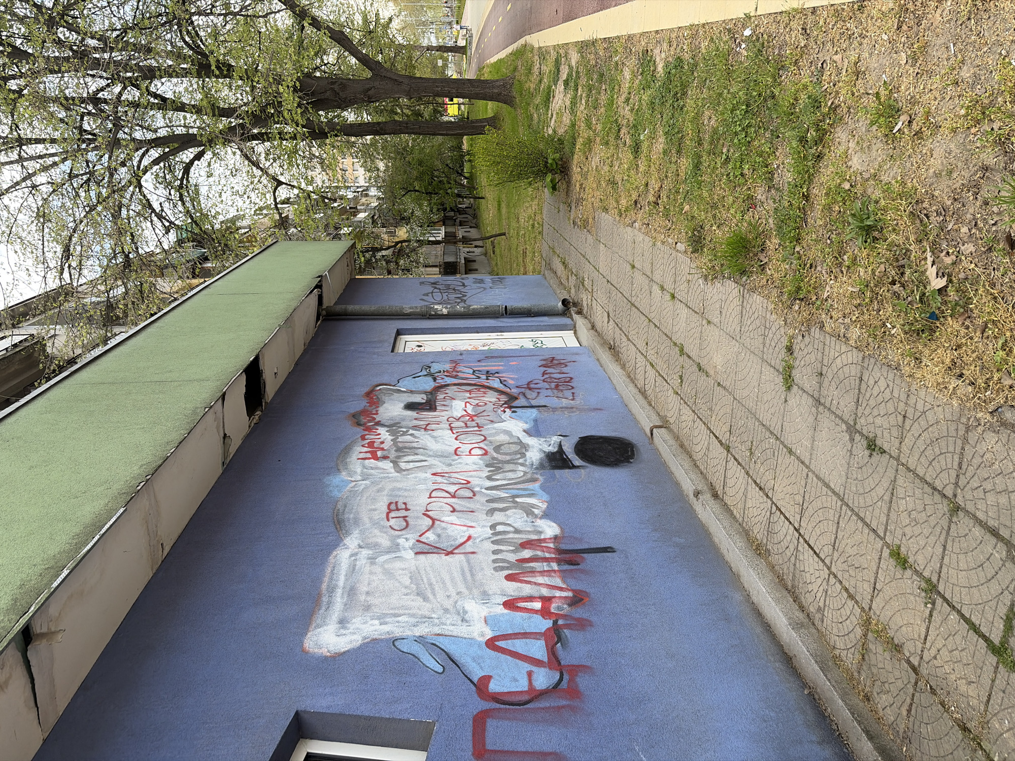 An outdoor scene in Plovdiv, Bulgaria, captured during the daytime under what appears to be diffused light. The image, originally rotated, depicts a low-rise blue wall running horizontally across the foreground, adorned with extensive graffiti. Above this wall, a narrow, flat green roof or awning is visible. To the right of the blue wall, a paved sidewalk with distinctive circular patterns on its tiles extends into the distance. Beyond the sidewalk is a strip of grassy ground interspersed with patches of bare earth and small plants, leading to a row of mature trees just beginning to leaf out with vibrant green foliage, indicative of spring. Further in the background, through the trees, partial views of other buildings can be discerned, along with a narrow paved path, possibly a bike lane, marked with red and yellow.
The blue wall is the focal point, covered in large, scrawled graffiti in both red spray paint and white chalk. The red text is in Cyrillic script, predominantly explicit and vulgar. Prominent phrases include "НА НЯКОЙ ТИ МЕН..." (To someone, you me...), "СТЕ КУРВИ" (You are whores), "БОГ Е БАН" (God is banned/forbidden), and "ЖАЛАМ" (possibly "I regret/grieve" or a different phrase). White chalk drawings, seemingly depicting stylized figures or abstract shapes, form a base layer beneath some of the red text. A white-framed window is set into the blue wall, also with graffiti around it. A dark grey drainpipe runs along the top section of the blue wall. No people or specific activities are visible, presenting a quiet, somewhat neglected urban landscape.