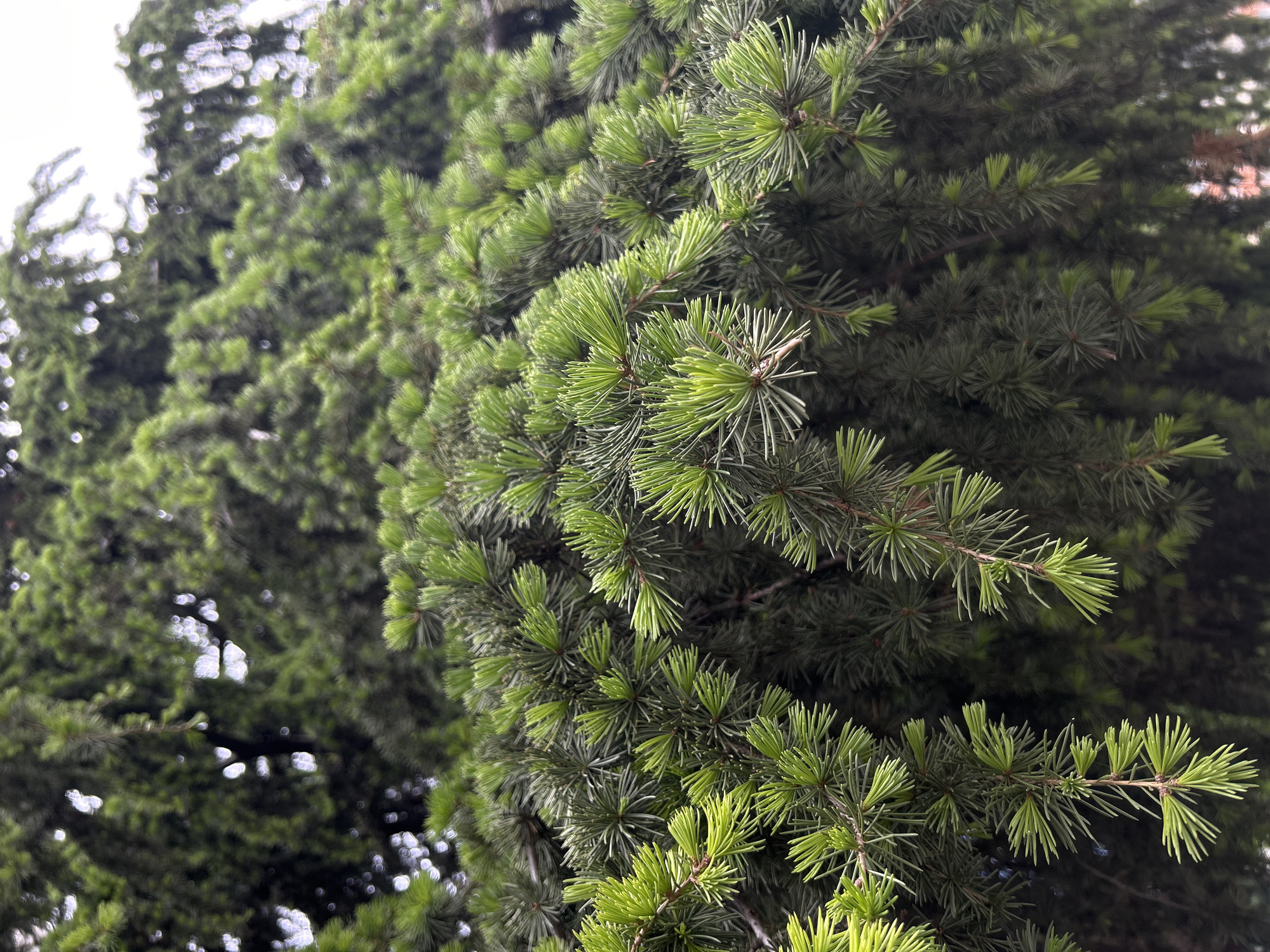 The image depicts a close-up view of coniferous tree branches with needles in Unknown, Unknown. The needles are a vibrant green color. In the background are additional trees that are blurred due to the shallow depth of field. The sky is visible in the upper-left corner, appearing white.