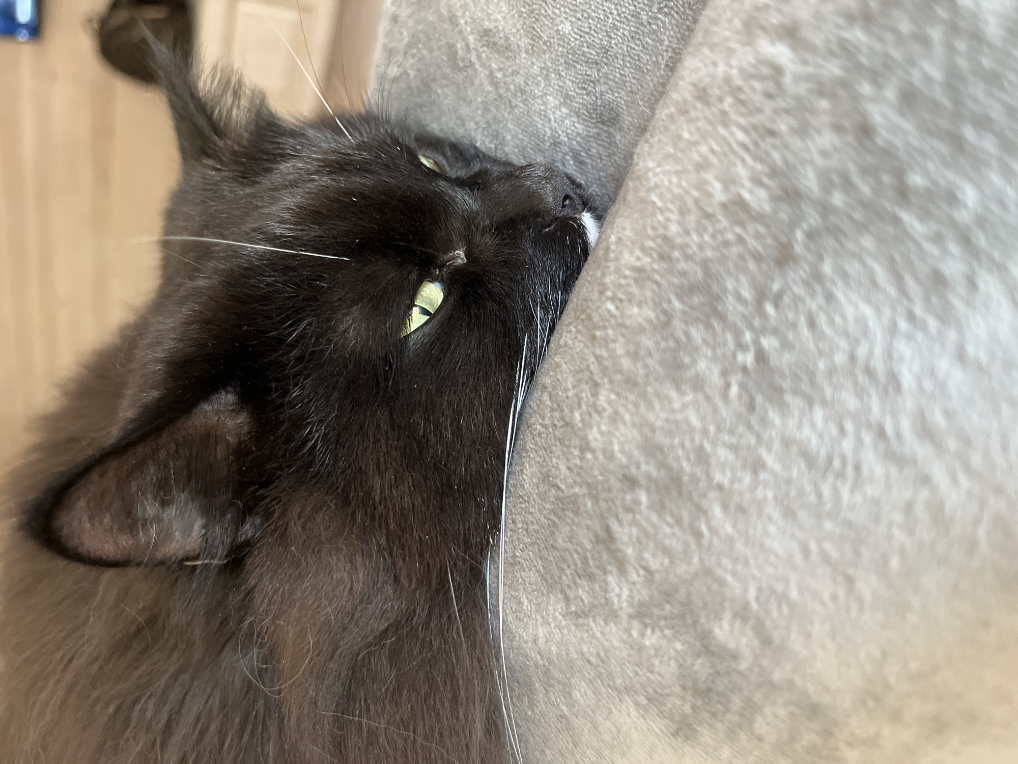 A close-up, eye-level shot shows a black cat with green eyes lying on a gray, textured surface. The cat's head is turned to the right, with its face partially obscured by its fur. Its right ear is visible, as are its whiskers, some of which are white. The cat appears relaxed and is likely indoors, as indicated by the soft lighting and the texture of the surface it's lying on, which resembles a cushion or blanket. There is no indication of the location within Novosibirsk, Russia.