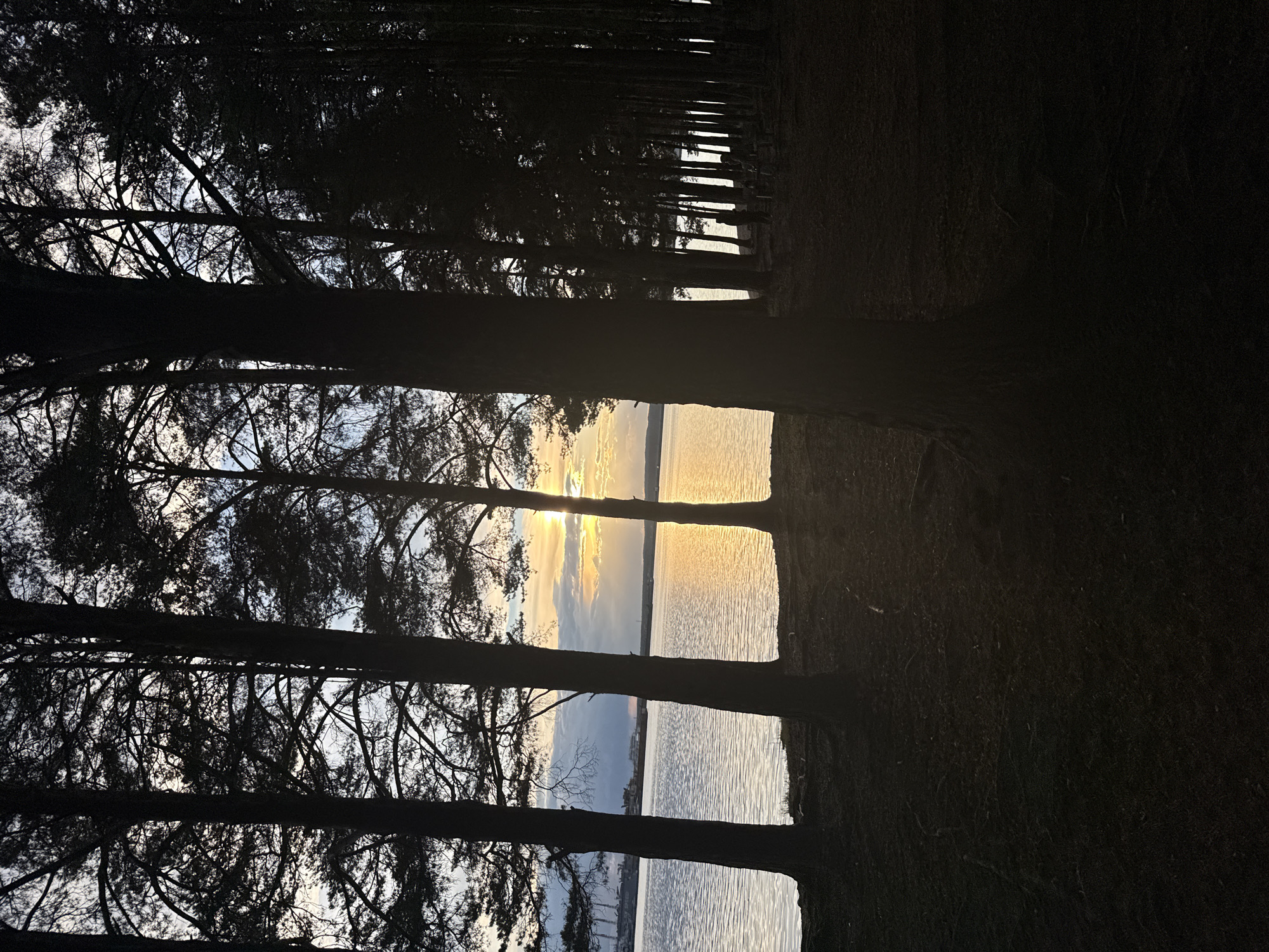 The image shows a view from a dark forest, likely at dusk or dawn, with a body of water visible through gaps in the trees. The trees are tall and silhouetted against the light reflected on the water. The sun appears to be setting or rising, creating a bright glow on the water and in the sky. The location is possibly in Chaikovsky, Russia.