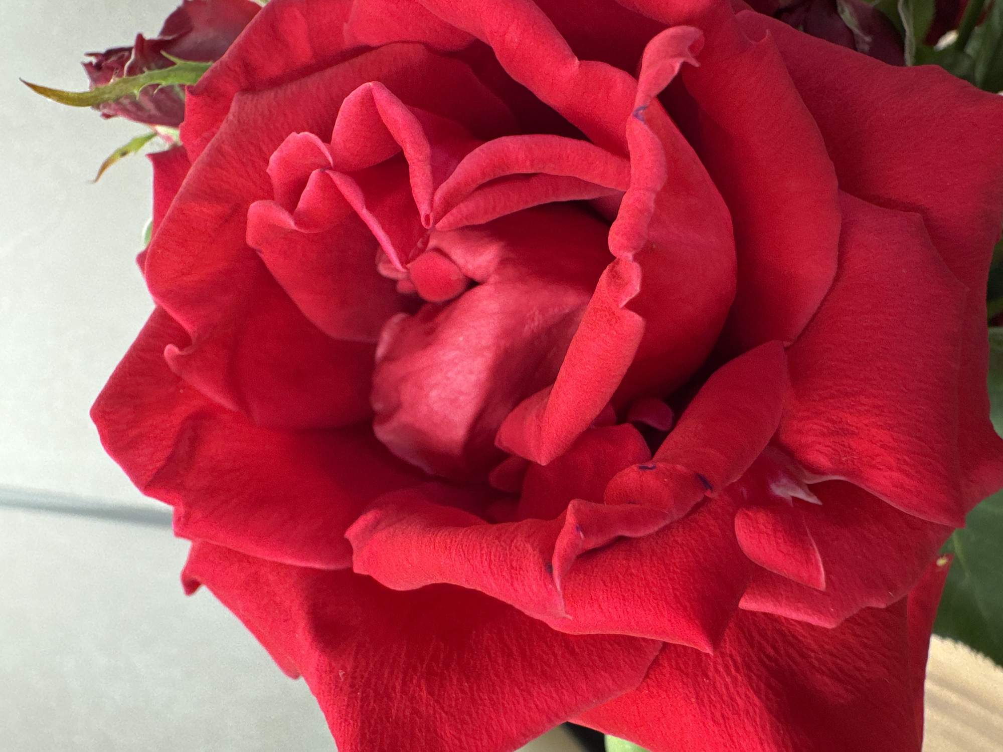 A close-up, macro photograph captures the intricate details of a vibrant red rose. The velvety petals are layered and curled, with delicate textures and subtle variations in shade creating a sense of depth. The lighting highlights the soft curves and folds of the bloom. In the background, out of focus, is a light gray wall or surface and hints of greenery, suggesting an indoor setting, possibly a home or a florist shop. There are no people or any discernible signs of activity present in the image. The scene is static and focuses solely on the beauty of the rose. The location in Mikhaylovsk, Russia, is not visually represented in the image itself.