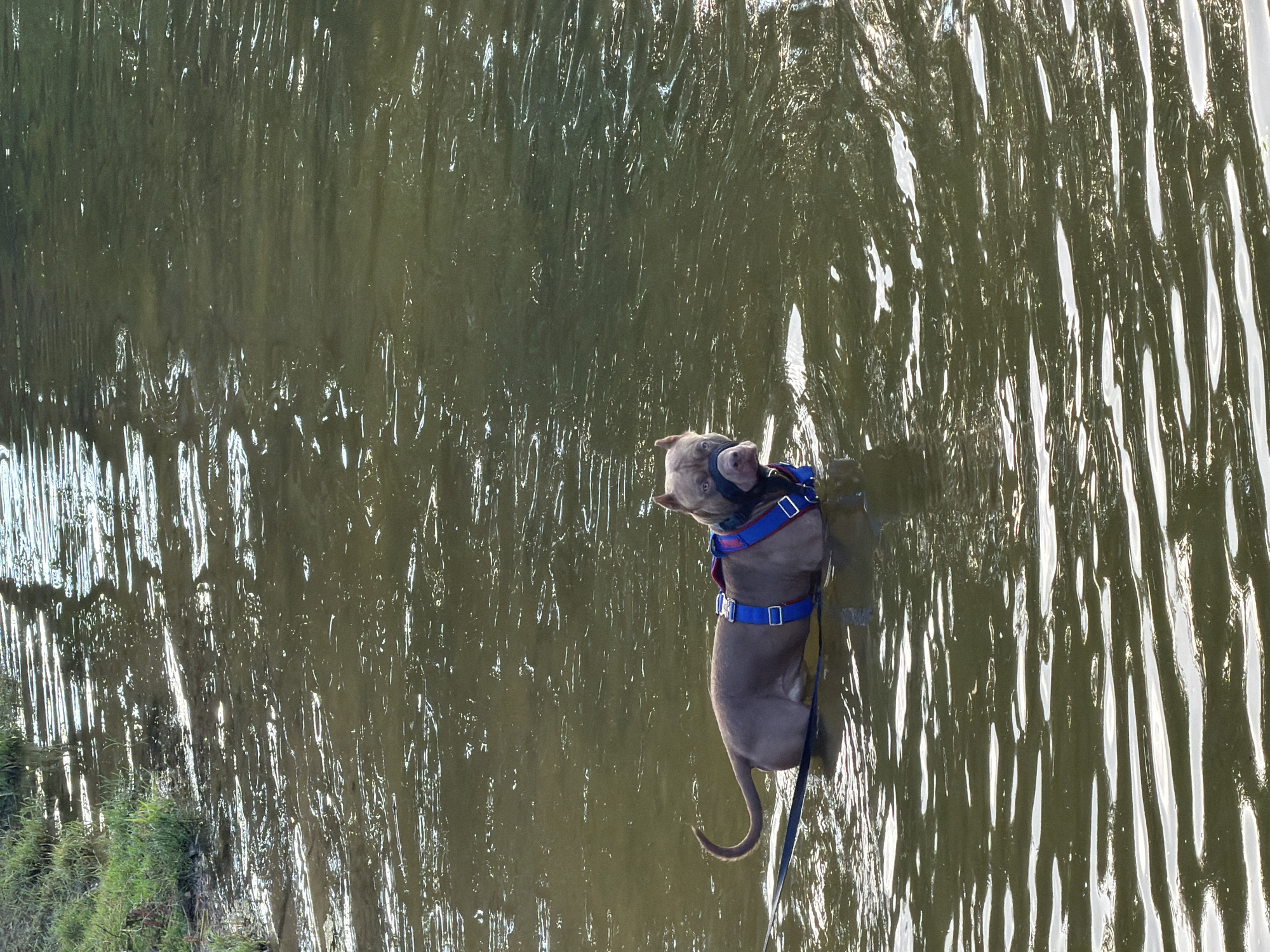 A brown dog wearing a blue and red harness stands in murky water near the grassy bank of a body of water in Udelnaya, Russia. The dog is facing towards the viewer and looking slightly to the left. Its tail is curled up. A black leash extends from the harness into the water. The water surface is rippled, and sunlight reflects off of it, creating bright streaks. The grass on the bank appears green and lush. The overall scene is outdoors and appears to be a natural setting.