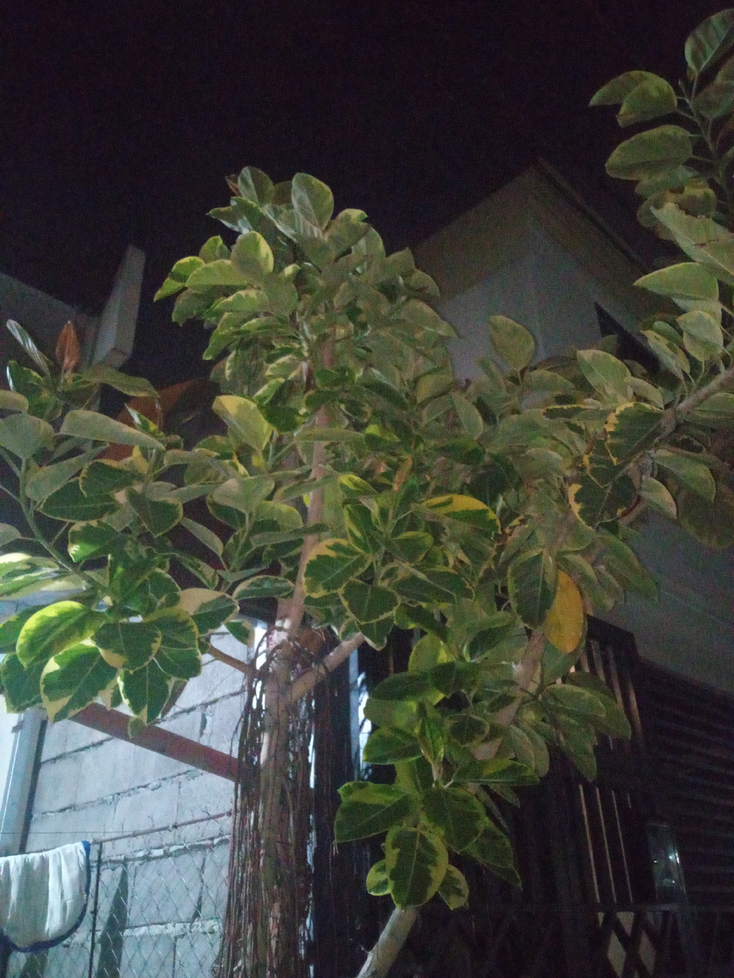 The image, likely taken at night in Davao City, Philippines, shows a variegated rubber tree (Ficus elastica 'Variegata') against a background of residential structures. The tree features green leaves with creamy yellow margins. Behind the tree is a concrete block wall partially covered with a wire fence, upon which a white towel hangs. A steel support beam bisects the wall. The adjacent building appears to have wooden siding. The ambient lighting is dim, casting shadows.