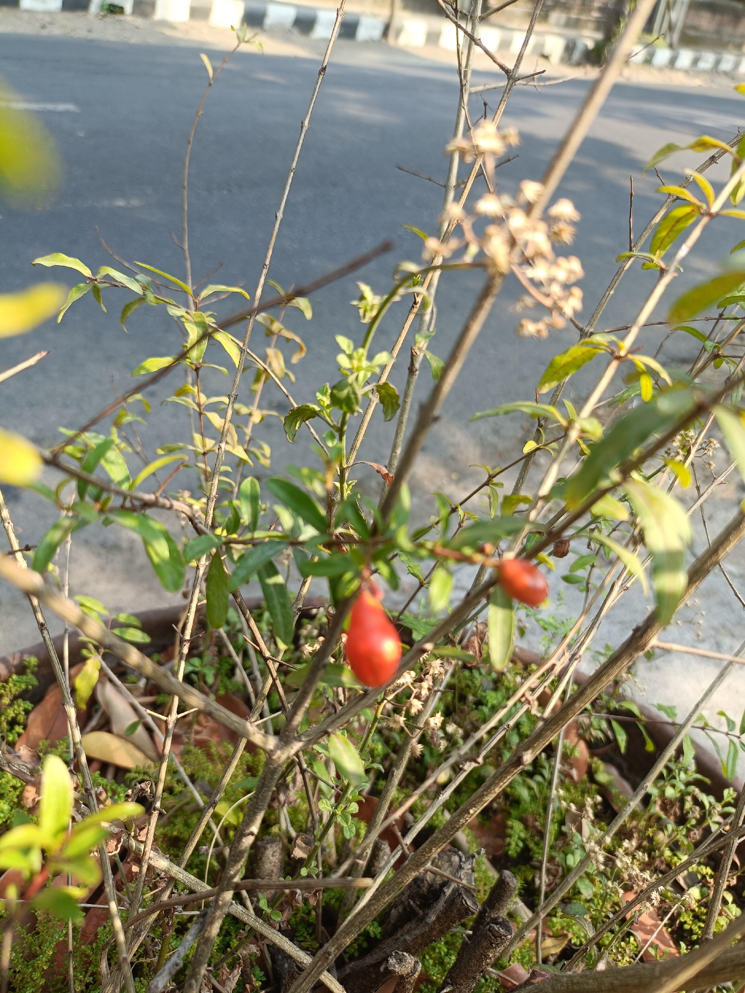 A close-up, eye-level, outdoor photograph shows a pomegranate seedling with two small, red fruits and several green leaves. The seedling is in a brown planter and is positioned in front of a grey asphalt road with white and black stripes, possibly a pedestrian crossing or road marking. The background is blurred, suggesting the photograph was taken in the city of Kediri, Indonesia, with the road indicating an urban environment. The lighting suggests it is daytime, with sunlight casting shadows. There are no people visible in the frame.