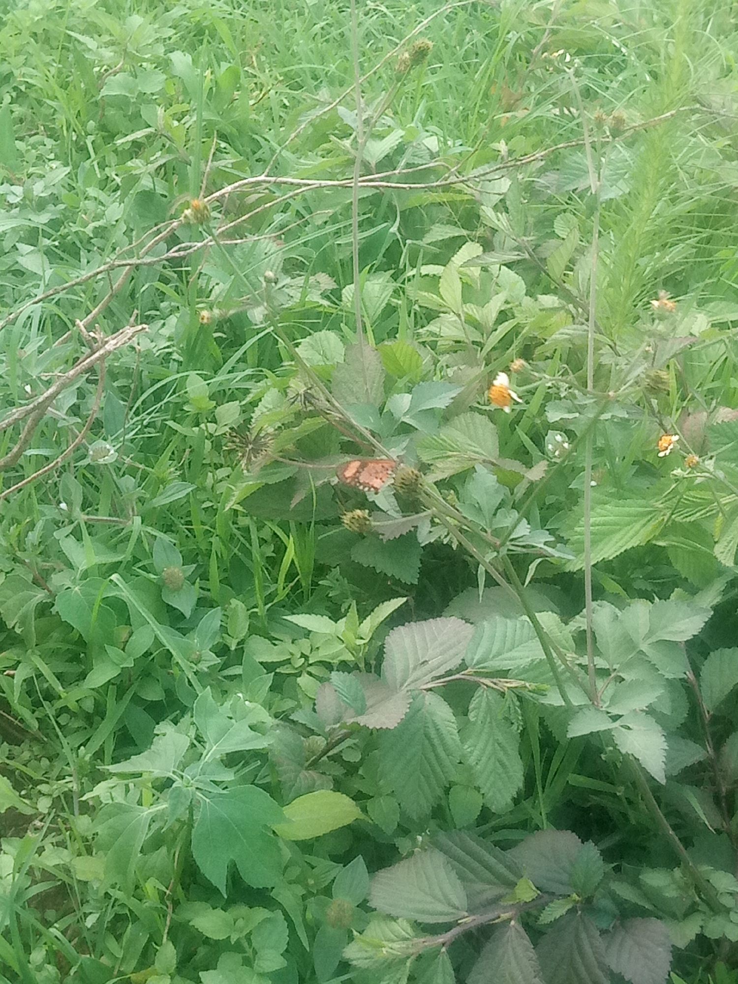 The image depicts a close-up view of dense green foliage, likely a garden or a natural outdoor setting. The primary subjects are the plants, characterized by a variety of leaf shapes and sizes, ranging from broad, serrated leaves to thin, grass-like blades. Some plants have small, unopened buds, while others display tiny, light-colored flowers, some appearing to be orange or yellow. The scene is dominated by various shades of green, with hints of brown on the stems and branches, suggesting a lush and overgrown environment.
A notable detail is the presence of two butterflies. One is a mottled orange and brown butterfly with its wings slightly open, perched on a plant stem towards the center-right of the image. Another butterfly, less distinct, appears to be fluttering or resting on a leaf in the upper-left quadrant. The lighting suggests it could be daytime, possibly overcast or late afternoon, given the diffused light and lack of harsh shadows. There are no visible people, objects other than the plants and insects, or text. The overall impression is one of a tranquil, natural scene, possibly captured in a wild or semi-wild area.
