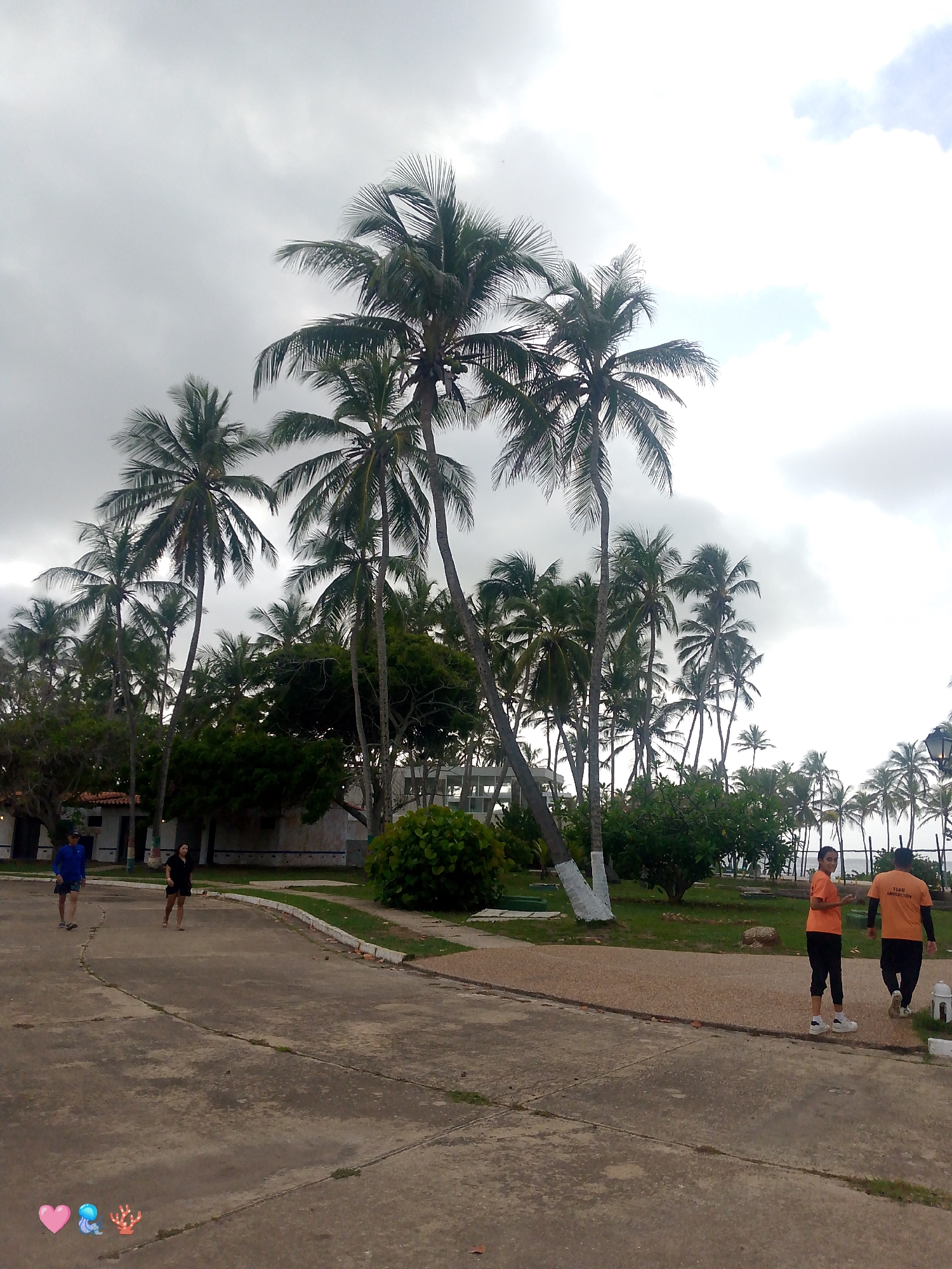 The image depicts a scene at Playa El Agua, Venezuela, characterized by a multitude of palm trees under a cloudy sky. In the foreground, a paved walkway curves through a park-like setting.
On the left side of the walkway, a person in a blue long-sleeved shirt and blue shorts walks away from the camera. Further along the path, a person in a black top and dark shorts walks toward the camera.
On the right side of the walkway, two individuals are walking away from the camera. The person in the foreground is wearing an orange t-shirt and black pants, and the person behind them is wearing an orange t-shirt and black pants. The orange t-shirt on the rightmost person has visible text on the back.
In the background, a row of buildings with tiled roofs are visible amongst the trees. There are also several dense green bushes and trees scattered throughout the scene. A lamppost is visible to the right of the two people in orange shirts. The overall environment suggests a tropical or subtropical location, consistent with Playa El Agua.