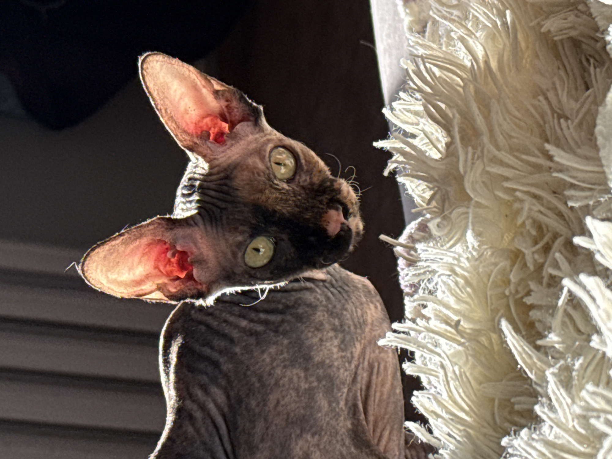 A Sphynx cat, distinguished by its hairless, wrinkled skin and large ears, is the central subject of the image. The cat is captured in a close-up, backlit shot, looking intently upwards and to its right. Its head is tilted, showcasing its prominent, translucent ears, which glow with a reddish hue where sunlight passes through them. Its eyes are a striking green/yellow, reflecting the light source. The cat's skin exhibits a mottled pattern of dark brown, grey, and lighter tones.
To the right of the cat, a white, shaggy, and highly textured fabric object is prominent, possibly a blanket or a throw. This object is also brightly illuminated, with individual strands catching the light, creating a sense of depth and softness. The cat appears to be gazing towards or interacting with this fluffy item.
The background on the left is dark and out of focus, with subtle horizontal lines that might suggest blinds or a textured wall. The strong backlighting indicates a clear, directional light source, likely sunlight from a window, suggesting it is daytime. The overall impression is one of curiosity and focused attention from the cat. No text is visible in the image.