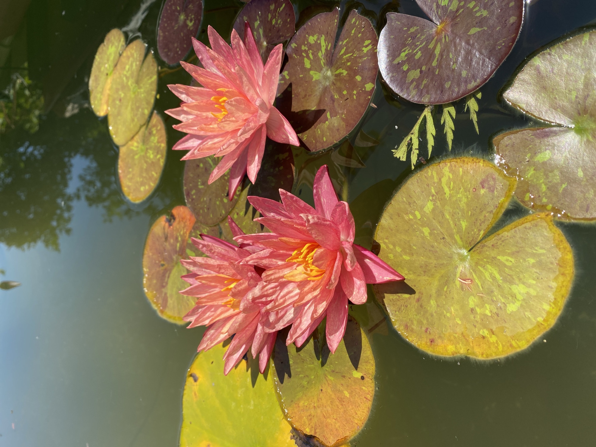 Three pink water lilies with yellow centers float on the surface of a pond. Their petals are layered and slightly curved. Surrounding the lilies are numerous lily pads, some predominantly yellow-green and others a deep reddish-purple with green speckles. The water is dark and reflects the dappled sunlight and the shadows of unseen trees. The scene is peaceful and naturalistic, evoking a sense of calm. This image was taken in Sergey-Pole, Russia.
