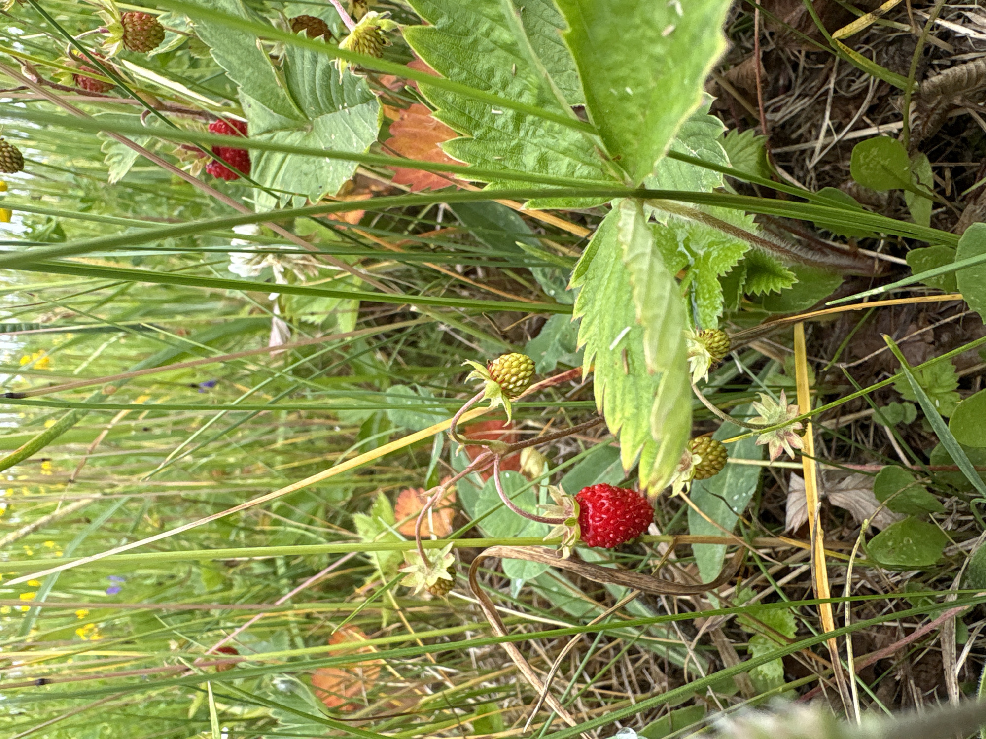 A single, ripe wild strawberry, deep red in color, is the focal point of this close-up, low-angle shot. It hangs from a thin stem, slightly off-center to the left, against a backdrop of lush green grass and other foliage. To the right of the strawberry, a larger, serrated green leaf partially obscures the background. Scattered throughout the scene are unripe, green strawberries, some still attached to their stems, and several dried, brown leaves. The overall environment suggests a natural setting, possibly a meadow or forest floor, with the soft focus and natural lighting indicating an outdoor environment. No people or animals are visible.