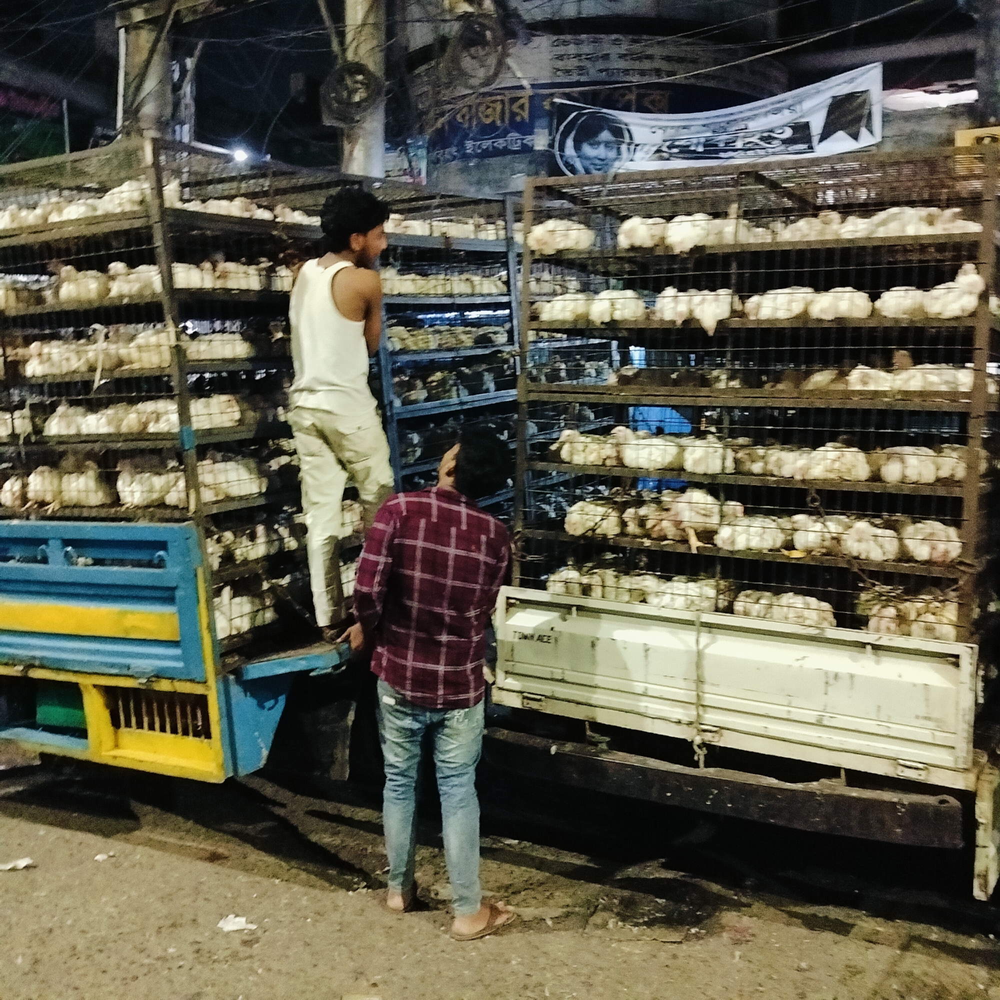The image captures a scene in what is presumed to be Dhaka, Bangladesh, focusing on a truck laden with chickens. Two men are present. One man, wearing a white tank top and light-colored trousers, is standing on the blue and yellow truck, appearing to interact with the caged chickens. The second man, clad in a red plaid shirt and jeans, stands on the ground, looking upwards at the other man. The truck is packed with cages filled with chickens, stacked several levels high. Above the truck, there is a blurred banner or sign with Bangla script and a portrait of a woman. The surrounding environment suggests an urban setting, with elements of street infrastructure visible. The overall scene conveys the transport of poultry in a densely populated area.
