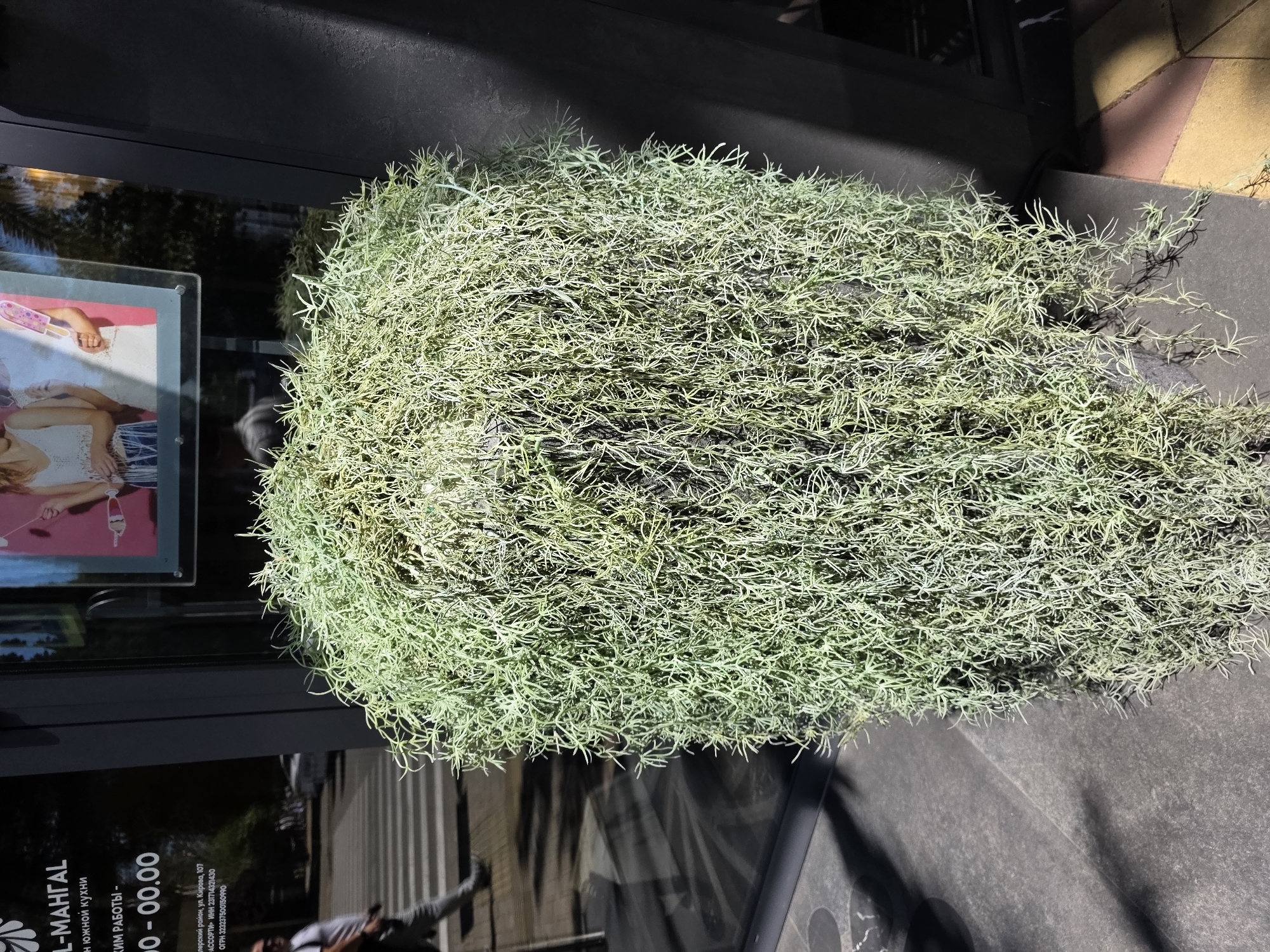 The image captures an outdoor scene dominated by a large, dense plant with numerous thin, light green to grayish-green tendrils, resembling Spanish Moss or a similar succulent variety. This plant is positioned in a planter or directly on the ground, beside a modern building facade. The building features dark-framed glass doors or windows, reflecting the surroundings.
On the left side, a portion of a poster or display is visible behind the glass. It shows a person's hand holding a pink, possibly leisure-related, object and another person in a light garment, possibly reclining. Reflections on the glass reveal elements of a street scene, including what appears to be a zebra crossing and faint figures of people, suggesting normal urban activity. The ground around the plant is dark gray pavement, and to the top right, a section of yellow and reddish-brown paving is visible.
The scene is brightly lit by direct sunlight, casting distinct shadows from the plant onto the ground and from the building structure, indicating a clear, sunny day, likely morning or afternoon.
Visible text on the poster/display, largely in Cyrillic, provides location cues relevant to Sochi, Russia. It includes "L-MAHTAL," possibly a restaurant name, and "н южной кухни" (of southern cuisine). Further text indicates "КИМ РАБОТЫ -" (WORKING HOURS -) followed by "0 - 00.00," possibly "10:00 - 00:00." An address, "лерский район, ул. Кирова, 107" (Lersky district, Kirova street, 107), is also present, along with company details like "АССОРТИ» ИНН 231714321430" and "ОГРН 323237500150990." The overall setting suggests a vibrant commercial area.