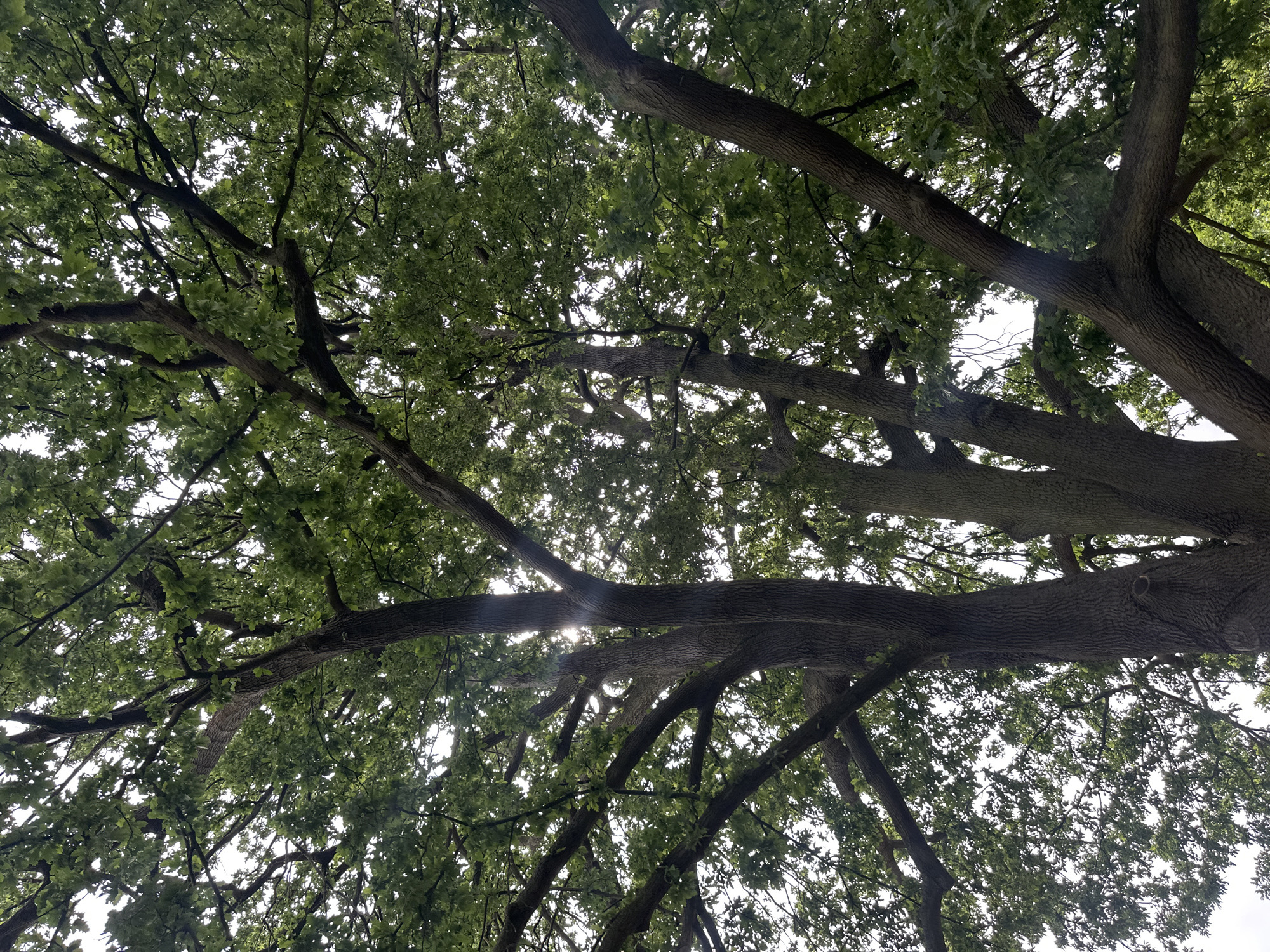 The image shows a view looking upwards into the canopy of a mature tree. The branches are thick and gnarled, with green leaves visible against a bright sky. Sunlight filters through the foliage in places. The location is London, United Kingdom.