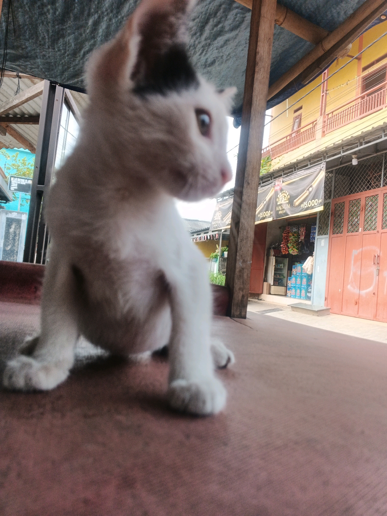 A white kitten with dark markings on its head is perched on a brown surface in front of a small shop. The kitten is in the foreground, with its body angled to the left and its head turned to the right, looking towards the shop. The shop appears to be a local store selling various goods, with shelves stocked with items and signage visible. Behind the shop, a yellow building with balconies is partially visible. The scene is outdoors, with a partially visible roof structure overhead, suggesting it might be a covered area or awning. The location is Kadu, Indonesia, as indicated by the overall context of the image and its surrounding environment.