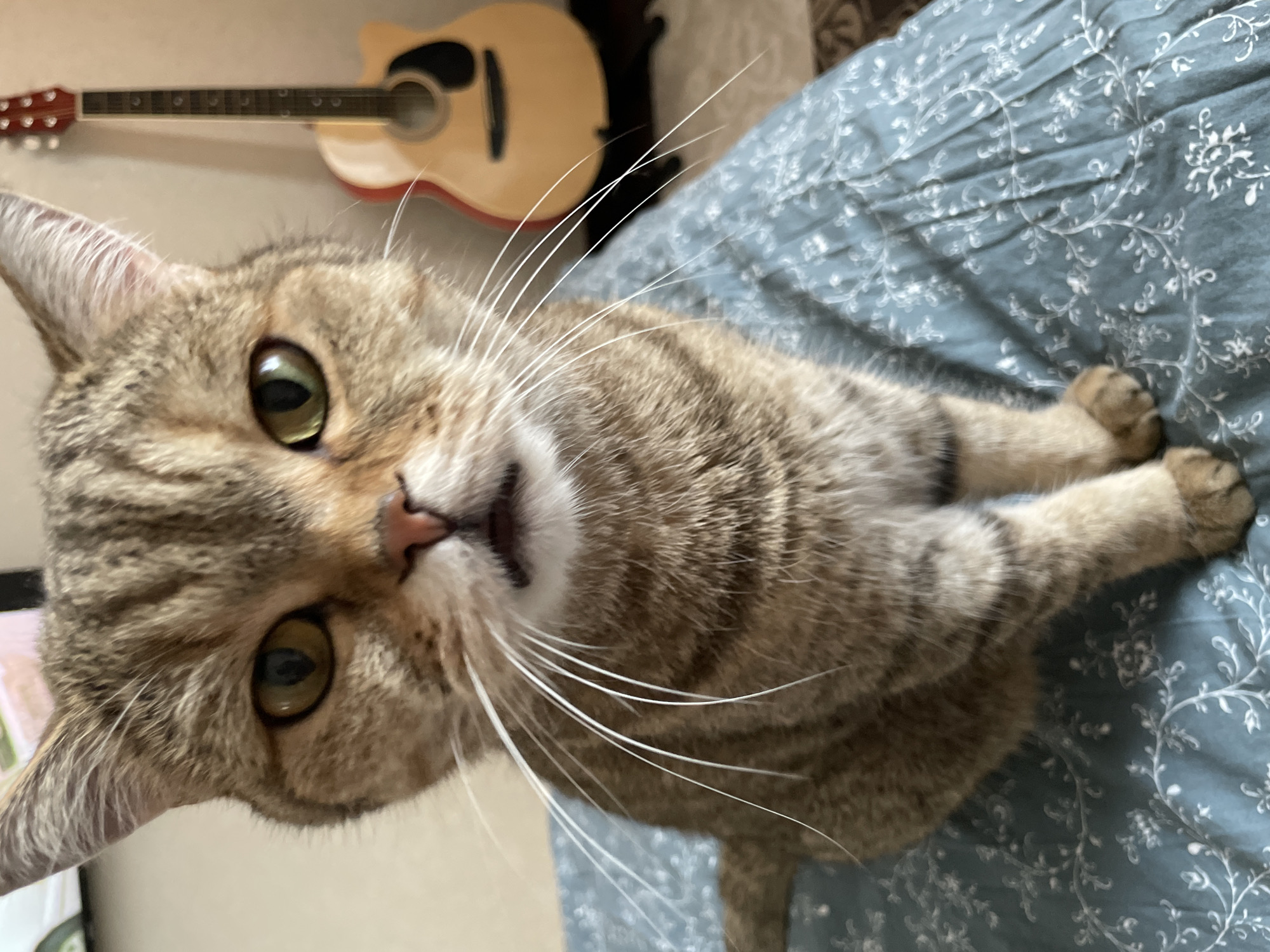 The primary subject of the image is a tabby cat, distinguished by its striped fur in shades of brown, grey, and cream. The cat has striking, large green eyes with dark pupils and a small pink nose. Long, prominent white whiskers extend from its muzzle.
The cat is depicted lying on a surface, likely a bed or sofa, with its body stretched out. Its head is turned directly towards the camera, and it maintains a calm and attentive gaze, suggesting curiosity or a relaxed state. Its front paws are tucked beneath its body.
In the background, an acoustic guitar is visible. It features a light wooden body, a red trim around the soundboard, and its neck and headstock are clearly discernible. The guitar appears to be mounted on a wall or leaning against a surface behind the cat. The cat itself is resting on a piece of fabric, possibly bedding or upholstery, which is a blue or teal color and adorned with a delicate white floral or leafy pattern.
The scene takes place indoors, likely during the daytime, given the soft, ambient lighting. The photograph is taken from a slightly elevated perspective, looking down at the cat, creating a direct and engaging composition. There is no visible text in the image.
Location context: Unknown, Russia.