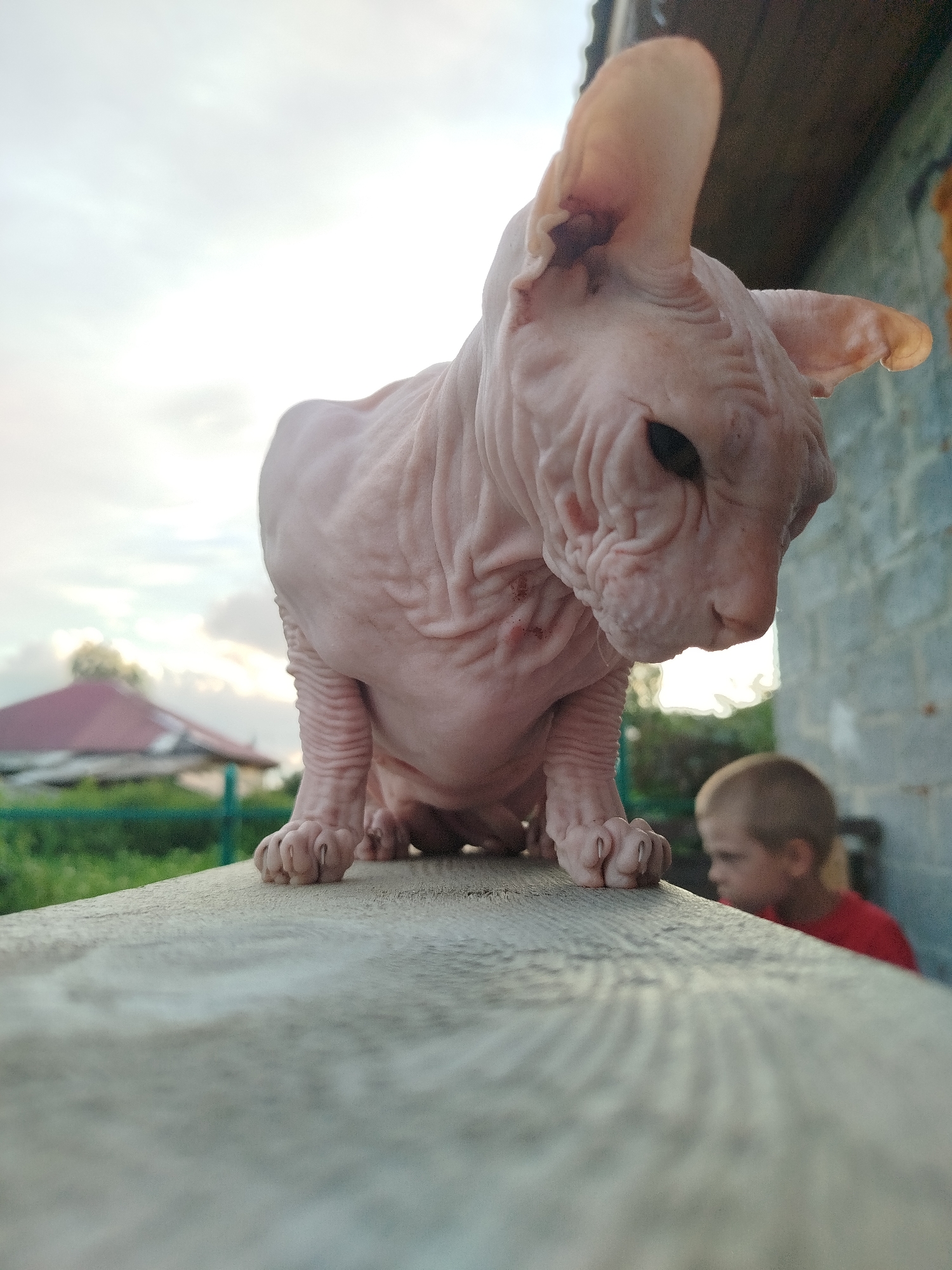 The image captures a low-angle, close-up view of a hairless Sphynx cat perched on a weathered wooden surface, likely a fence or railing, in an outdoor setting. The cat is facing towards the right side of the frame, with its head slightly lowered and its gaze directed downwards. Its wrinkled pink skin and prominent ears are clearly visible. In the background, a blurred figure of a young boy wearing a red shirt is discernible, looking in the same direction as the cat. Beyond the boy, a residential building with a red-tiled roof and green vegetation suggests a rural or suburban environment, consistent with the outskirts of Zavodoukovsk, Russia. The sky is overcast with soft clouds, and the overall lighting indicates it is either early morning or late afternoon. The foreground is dominated by the wooden surface, out of focus, leading the viewer's eye to the cat and then to the background elements.