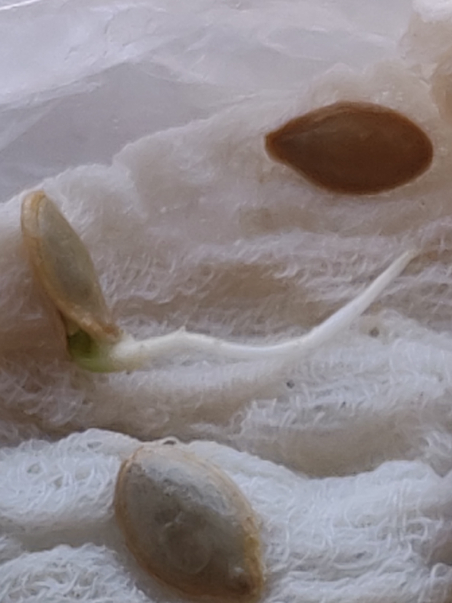 The image depicts three seeds resting on a white fibrous material. One seed is germinating, with a white root emerging from a green base and cotyledons partially open. The other two seeds are dry and intact. The scene is indoors, with diffused natural lighting and no other objects or elements discernible to offer any clues about the location.