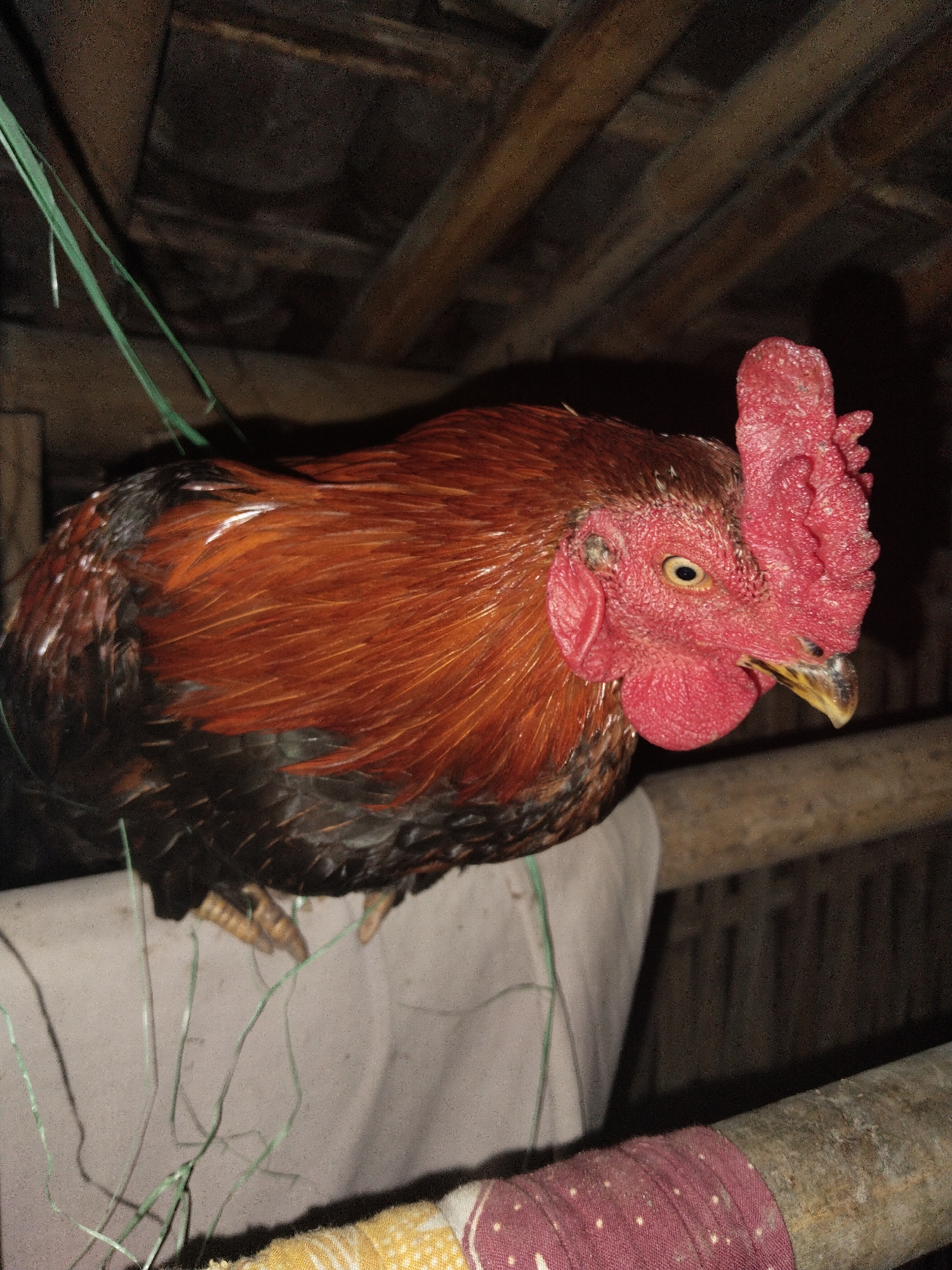 The image depicts a rooster perched atop a fabric-covered surface, likely a makeshift roost, within what appears to be a rustic structure. The rooster exhibits reddish-brown plumage on its neck and back, transitioning to darker, almost black feathers towards its lower body. It has a prominent red comb and wattle, and its beak is slightly open. The rooster's eye is visible, revealing a focused gaze. The background features wooden beams, suggesting the interior of a barn or coop. Green twine is loosely draped around the rooster and the surface it occupies. The lighting is dim, creating shadows that obscure some details of the environment.