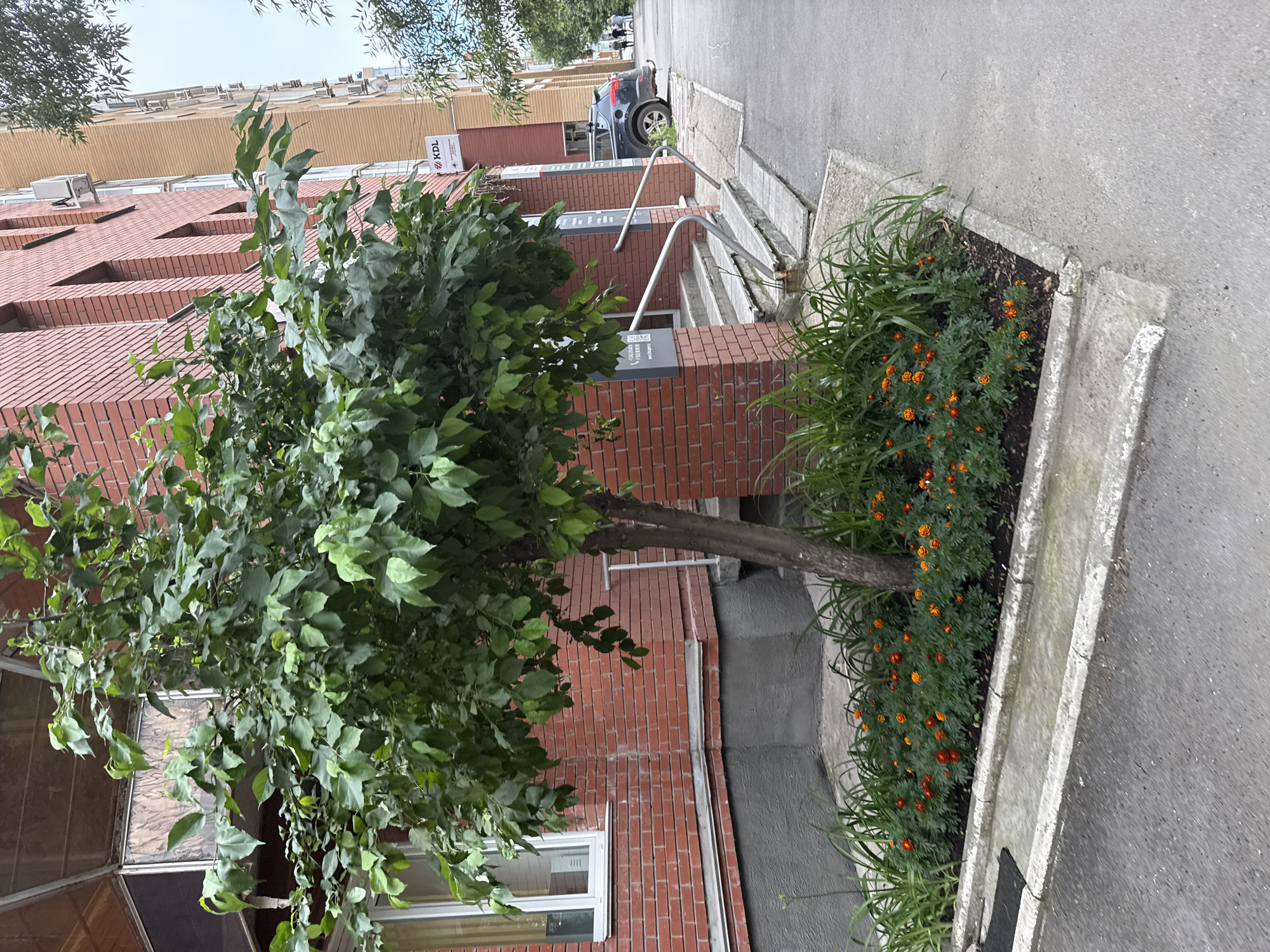 The image depicts an outdoor scene in Perm, Russia, likely during the daytime on a cloudy day. In the foreground, a tree with abundant green foliage is positioned in front of a red brick building. To the right of the tree, a planter box filled with green grass and small orange flowers, possibly marigolds, runs alongside a concrete path.
The building appears to be a commercial or residential complex with multiple floors. The brickwork is a prominent feature, and several windows are visible. Above the brick structure, there is a lighter colored facade with rows of air conditioning units mounted on the exterior.
Further in the background, a dark-colored car is parked on the right side of the frame, next to a set of outdoor stairs with metal railings. A few indistinct figures of people can be seen walking further down the path.
Visible text includes a sign with "KDL" and a logo on the building. Another sign with Cyrillic text and a QR code is present near the entrance. The overall impression is of an urban environment with some landscaping elements.