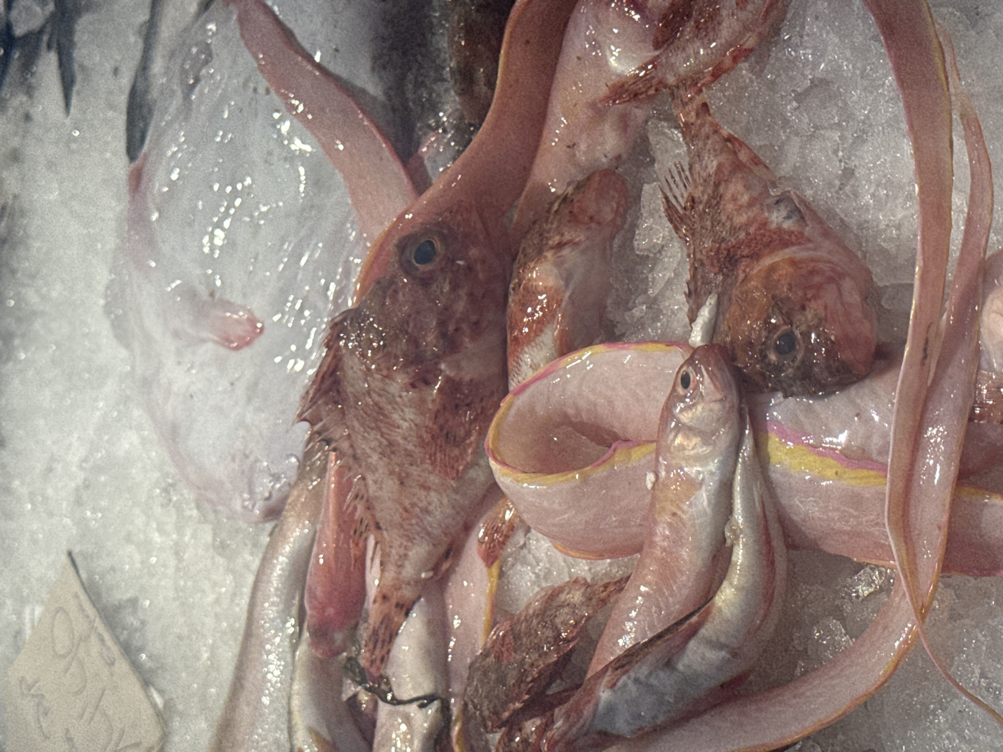 The close-up image captures a vibrant assortment of fresh fish displayed on a bed of crushed ice. The scene likely depicts a fish market or seafood counter.
The primary subjects are various types of fish. Dominating the center is a reddish-brown fish with a spiky head and prominent dark eyes, resembling a scorpionfish or rockfish. Its body shows texture from scales and fins. Interspersed among these are long, ribbon-like fish, characterized by their pale pink coloration and distinct yellowish or brighter pink edges along their bodies. These appear flat and elongated. Smaller, more slender, silverish-pink fish are also visible, some with distinct eyes and fins, nestled within the larger specimens and the ice. All fish appear fresh and wet, reflecting light from their scales and the surrounding ice.
The activity taking place is the display of seafood, presumably for sale. The fish are meticulously arranged on the ice, which helps preserve their freshness.
Notable details include the texture of the crushed ice, which glistens under the lighting, creating numerous small highlights. The color palette is dominated by various shades of pink, red, and brown from the fish, contrasting with the white and gray tones of the ice. The arrangement suggests an abundance of marine life.
In the bottom-left corner, a white tag or label is partially visible under the ice and fish. Faint, illegible writing can be seen on it, possibly indicating a price or product information, though specific characters are unclear, apart from what might be "9.0". The overall impression is one of fresh, raw seafood ready for purchase or preparation.