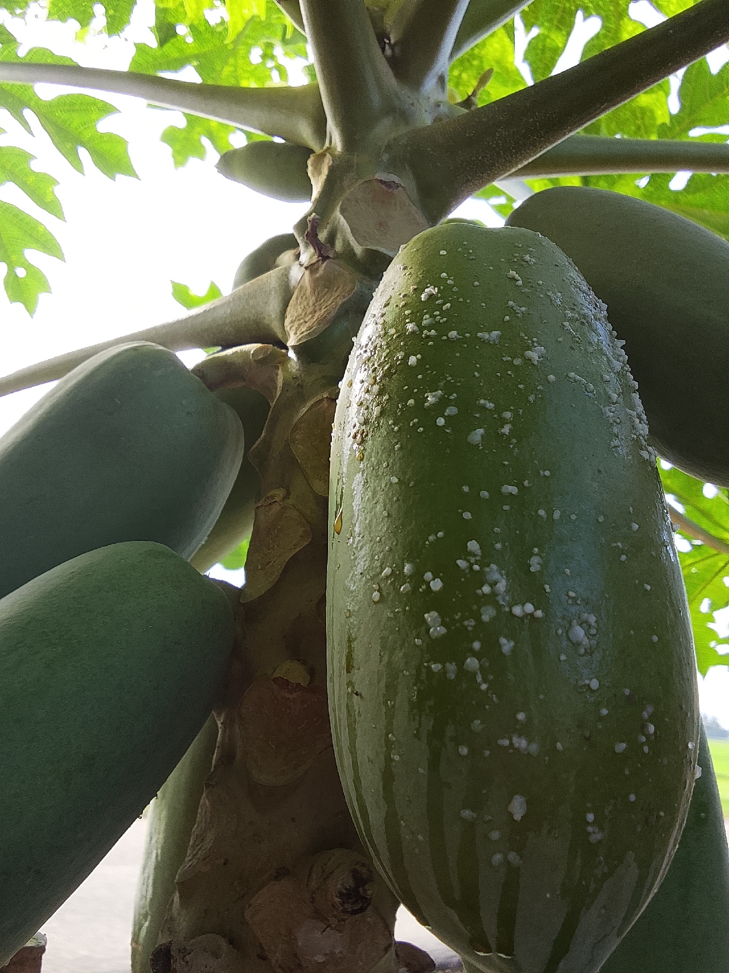 This is a close-up, low-angle photograph of several unripe papayas growing on a tree. The papayas are green and elongated, with some appearing to have white spots on their surfaces, possibly from sap or a natural marking. The tree trunk is visible, with a rough texture. Green leaves are present in the background, silhouetted against a bright, possibly overcast sky. The image focuses on the fruit and the immediate stem structure. There are no people or other animals visible in the frame. The scene is likely outdoors in a natural environment, such as a garden or farm. No specific details about the city of Keudejungkagajah, Indonesia can be inferred from the image itself, other than its potential geographic location.