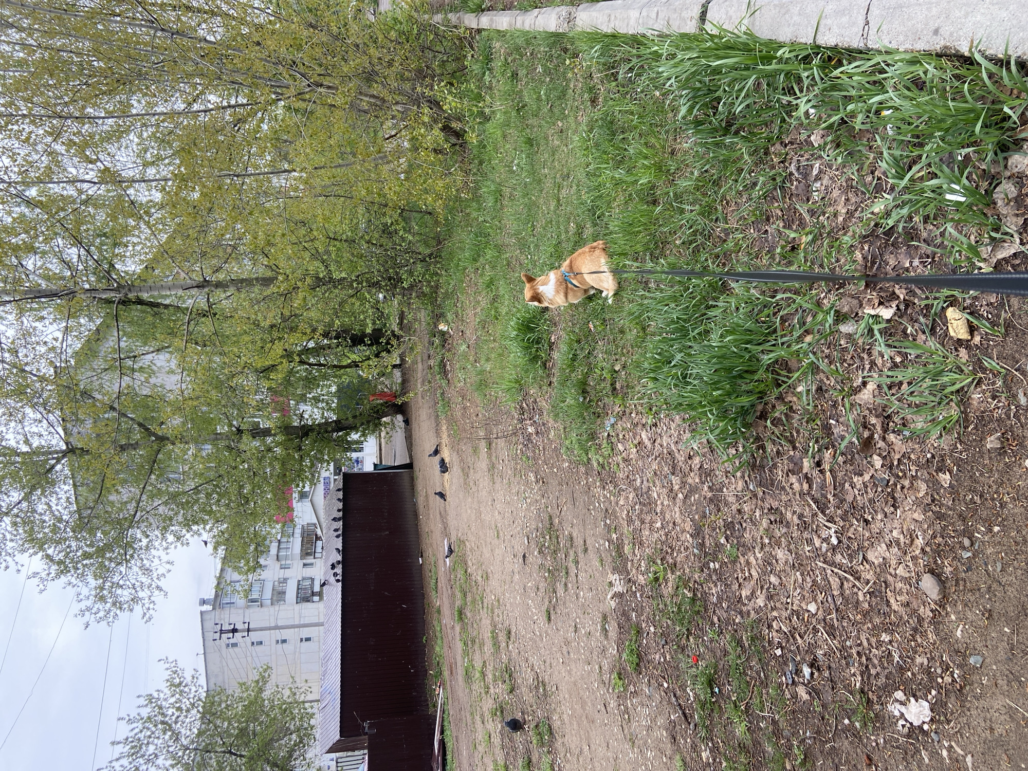 A medium shot captures a corgi on a leash, situated on a grassy verge alongside a dirt path. The area transitions from grass to exposed soil littered with fallen leaves and small debris. The adjacent pathway is frequented by pigeons. A low, dark-colored fence separates the path from a multi-story building complex in the background. The scene is framed by trees beginning to leaf, suggesting a springtime setting. The location appears to be within an urban area, given the presence of buildings and infrastructure. The image corresponds to the city of Chaikovsky, Russia.
