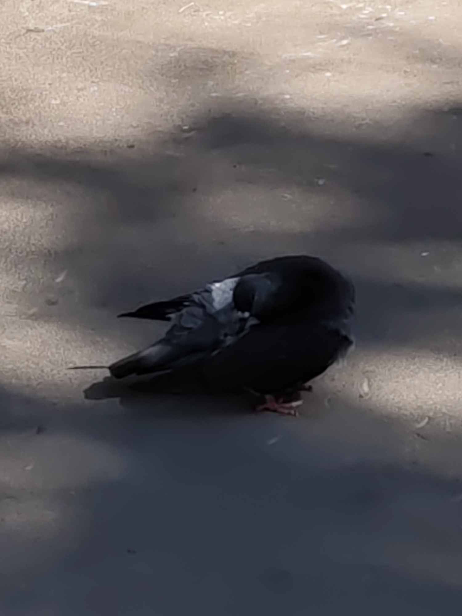In Rostov-on-Don, Russia, a pigeon is shown grooming itself on a textured surface, possibly pavement, with dappled sunlight and shadow creating a textured background. The pigeon, primarily black and grey, tucks its head and beak towards its body, appearing to be preening its feathers. Its feet are visible, gripping the ground. The scene is captured from a slightly elevated angle, focusing on the bird's activity.