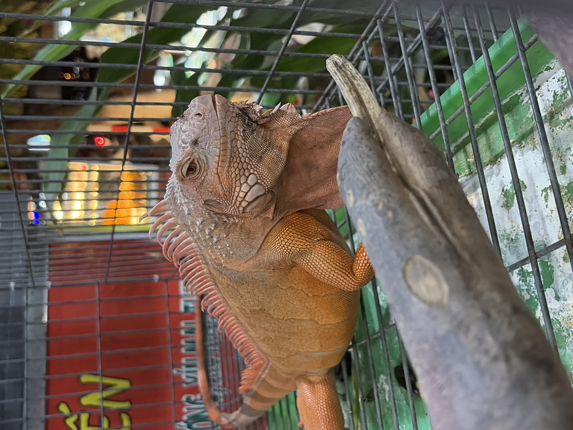 A bright orange iguana is contained within a metal cage with a green grate floor. The iguana's body is textured with scales, and a line of orange spines runs down its back. Its head is turned to the right, with one eye visible. In the foreground, partially obscuring the iguana, is a dark, textured object that resembles a piece of wood or a rock. The background is blurry, showing a red sign with yellow lettering, metal bars, and some greenery. The scene is likely set in a market or a pet shop in the city of Đà Nẵng, Vietnam, given the context of similar images from the region. There are no people visible in the image.