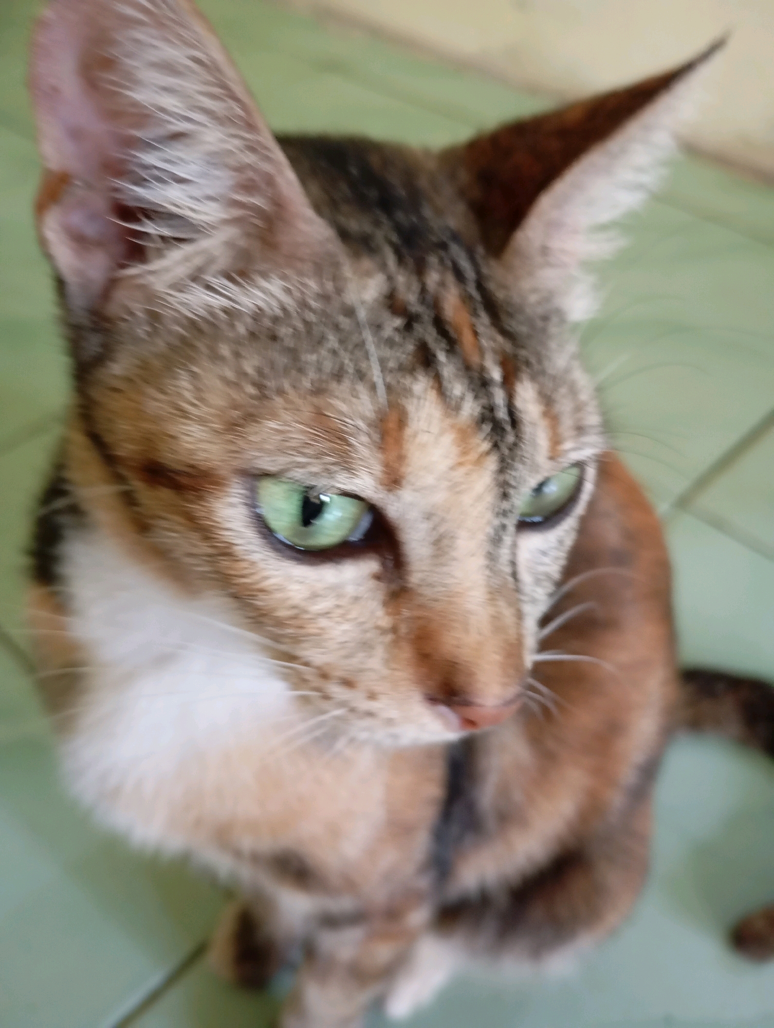 A close-up, high-angle, slightly blurry shot shows the face of a calico cat with green eyes. The cat is looking to the right. The background is a light green tiled floor. The cat's fur has patches of brown, black, and white. The cat's ears are pointed and have a mix of brown and white fur. The cat's whiskers are visible. The image was taken in Balikpapan, Indonesia.