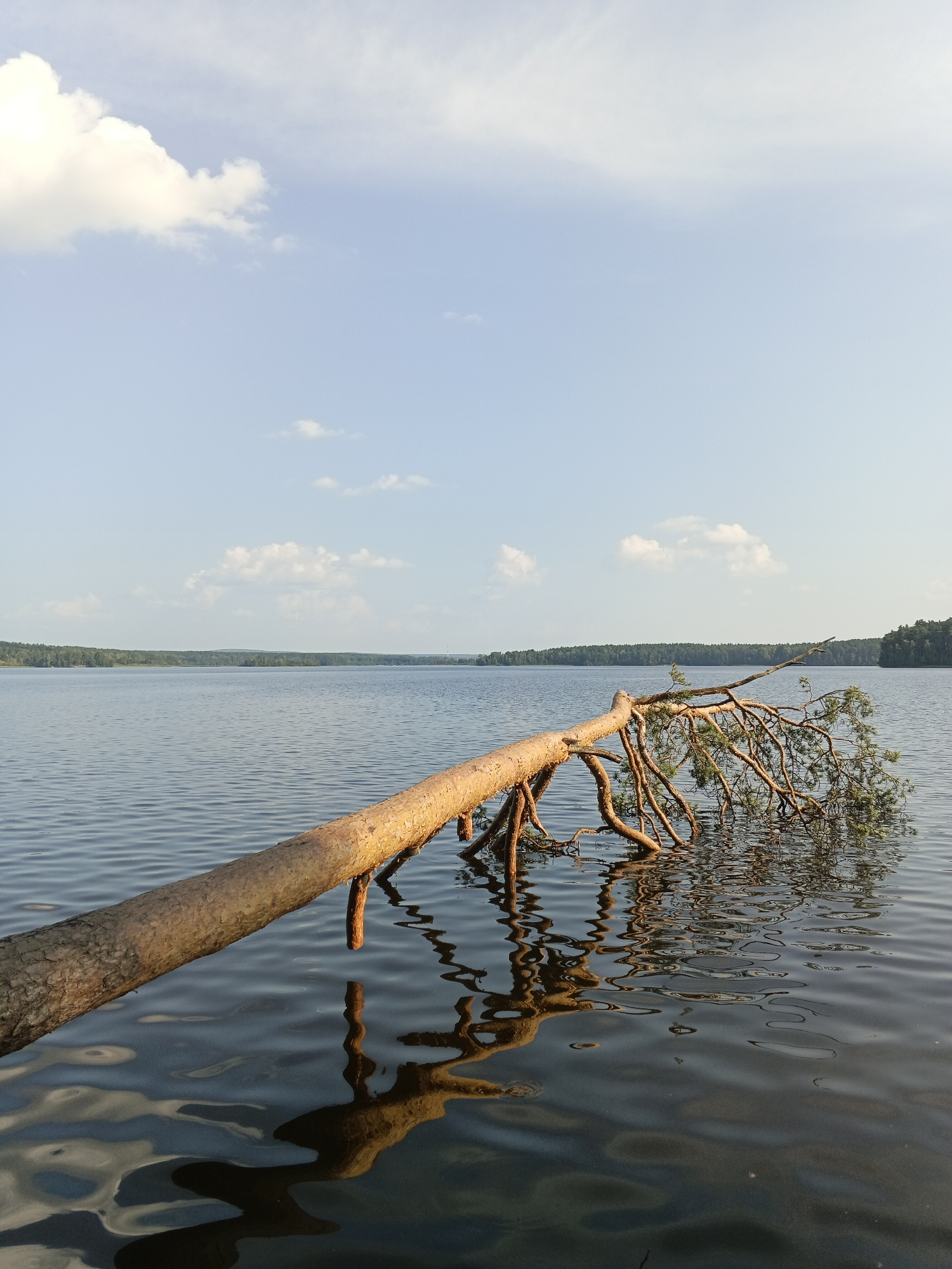 A fallen pine tree lies across the surface of a calm lake, its trunk and branches submerged in the water. The tree, with its rough bark and sparse needles, extends diagonally from the foreground towards the background. The water's surface is gently rippled, reflecting the tree and the sky above. In the distance, a tree-lined shore creates a dark green horizon, meeting a pale blue sky dotted with scattered white clouds. The image appears to be taken during daylight hours, with soft lighting. The scene is tranquil and natural, conveying a sense of solitude and the passage of time. The location is identified as the city of Sarafanovo, Russia.