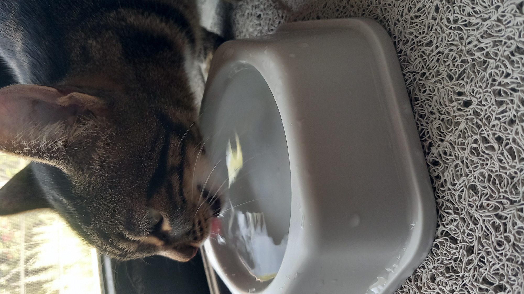 A close-up, eye-level shot captures a tabby cat drinking water from a white plastic bowl. The cat's head is lowered, and its pink tongue is visible as it laps at the water's surface. The cat's fur exhibits a pattern of dark brown and black stripes. The water bowl is filled with clear water, reflecting light and showing subtle ripples. The bowl rests on a textured, light-colored mat. In the background, a window allows natural light to illuminate the scene, hinting at an indoor setting possibly in a residence located in Άγιος Νεκτάριος, Greece.