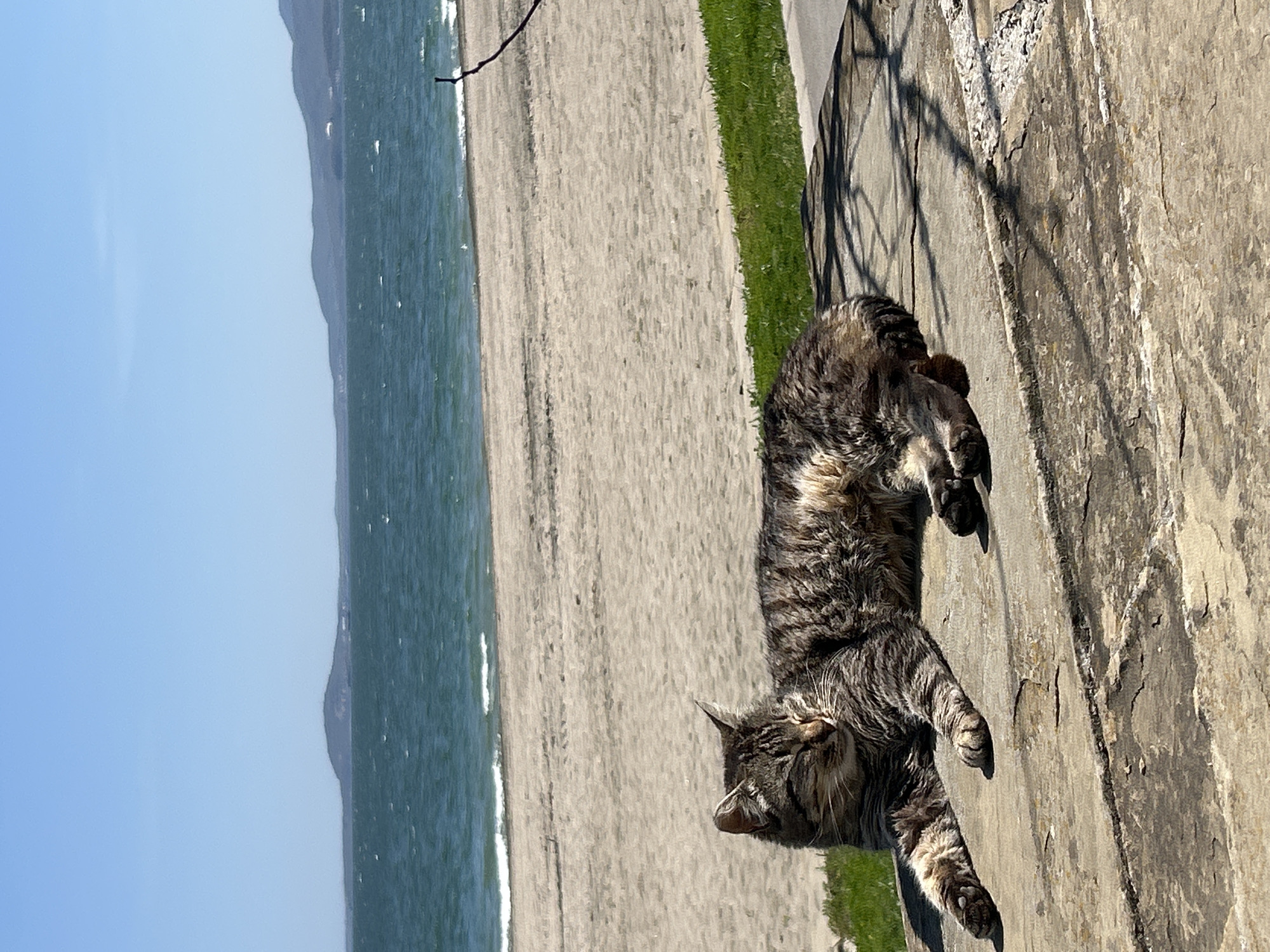 A tabby cat with brown, grey, and black striped fur is lying on its back, stretching or relaxing, on a sunlit concrete surface. To the left of the cat, there is a narrow strip of vibrant green grass, followed by a wide, light-colored sandy beach. Beyond the beach, a blue-green ocean with small white waves extends into the distance. Faint outlines of mountains or hills are visible across the water in the background, beneath a clear, bright blue sky. The strong daylight casts distinct shadows on the concrete, indicating a sunny day. No people or text are visible. The scene suggests a peaceful, coastal setting.