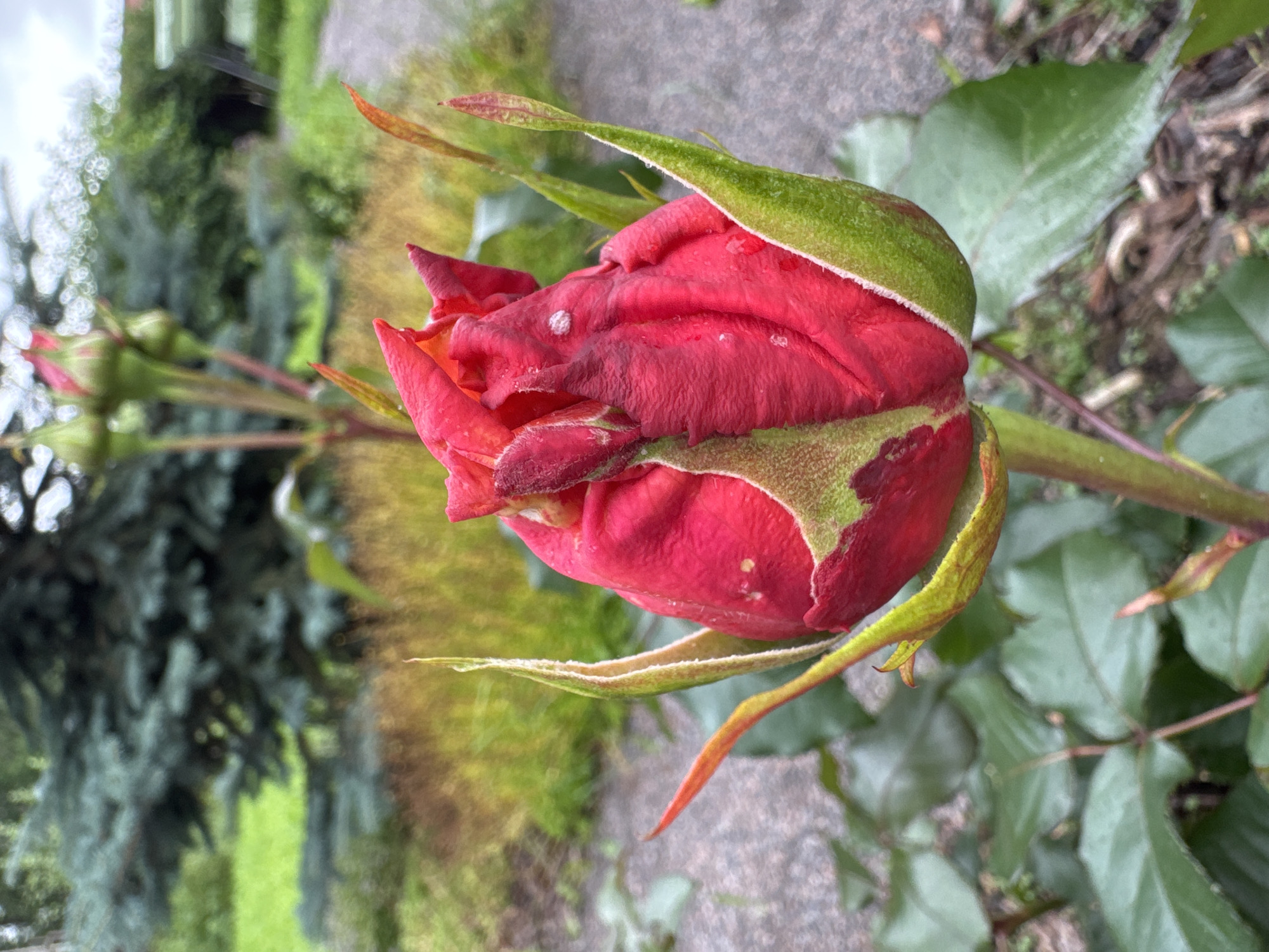 A close-up, eye-level shot captures a vibrant red rosebud at the forefront, its petals tightly furled, hinting at imminent bloom. The bud is partially encased in textured green sepals, some of which are tipped with a reddish hue, suggesting a transition from bud to open flower. Small droplets of water are visible on the rose petals, indicating recent rainfall or watering. The rose is supported by a sturdy stem, also exhibiting a reddish-brown tone, and surrounded by lush green leaves, some of which show signs of slight wilting or browning at the tips. In the background, out of focus, a large conifer tree with dark green needles stands tall, its lower branches extending towards the right of the frame. Beyond the tree, a pathway, possibly made of stone or concrete, leads into a blur of green grass and dried, brown vegetation. The overall environment suggests a garden setting, likely in Steklyannyi, Russia, given the presence of the conifer and the subtle overcast sky hinted at by the lighting.