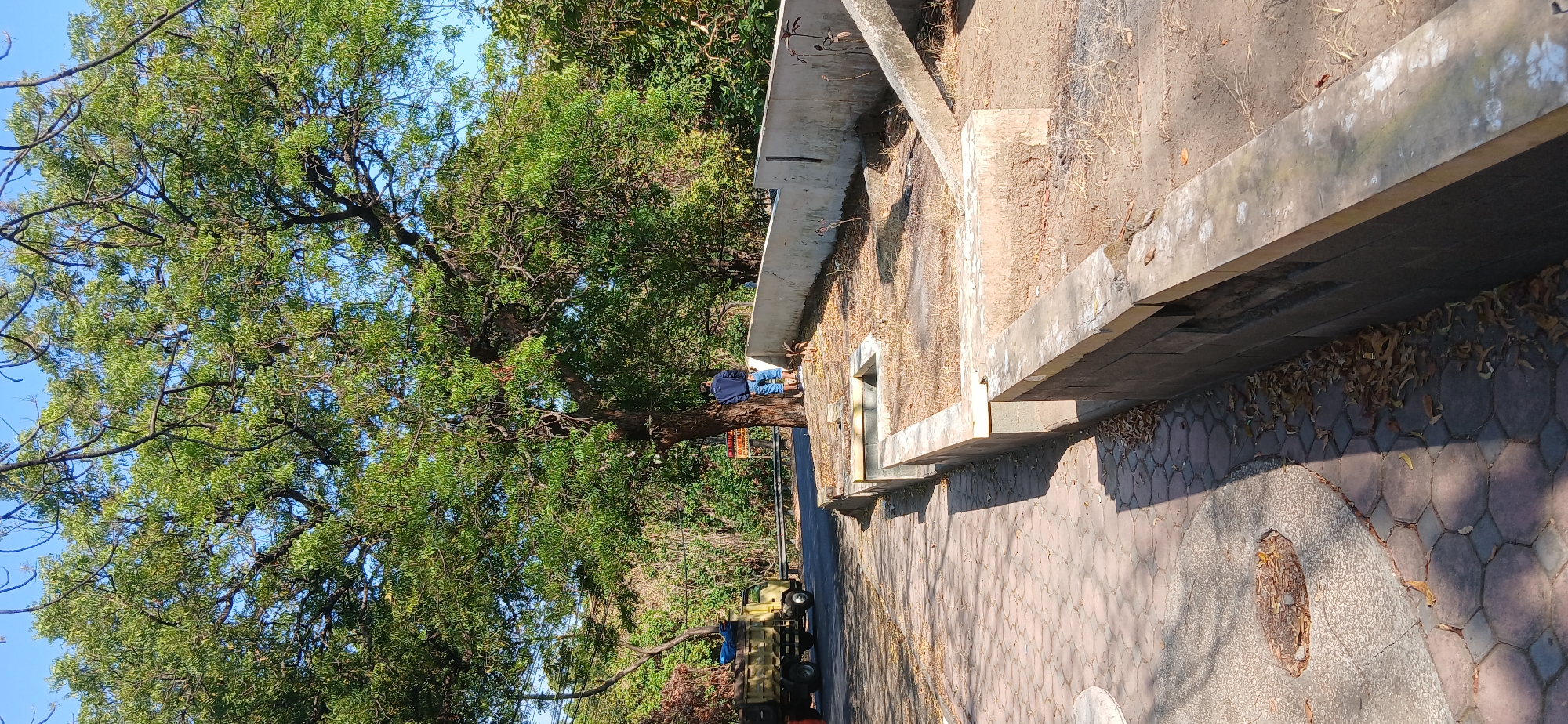 In Banyuglugur, Indonesia, a man stands near a large tree on a sunny day. He is wearing a blue shirt and blue jeans. He is standing next to two other individuals, one of whom is shorter and also wearing blue pants. A yellow truck is parked on the side of the road to the left of the frame. The road is paved with interlocking bricks, and dry leaves are scattered on the ground. In the foreground, there is a concrete planter with dry grass and some debris inside. The scene appears to be a public area with vegetation and a clear blue sky.