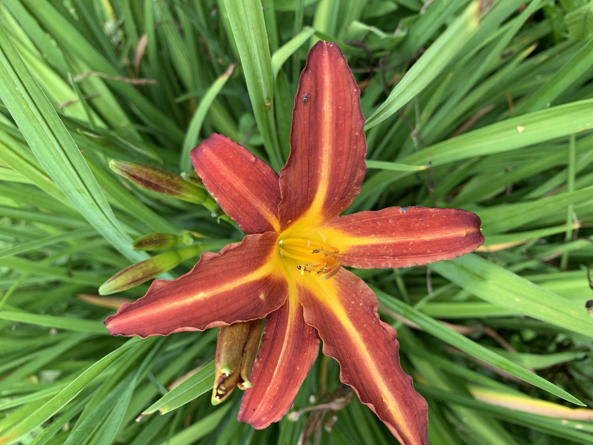 The image shows a close-up of a red and yellow daylily flower in full bloom, surrounded by lush green foliage. The flower has six petals, each with a prominent yellow stripe down the center. The center of the flower contains yellow stamens. Several unopened flower buds are visible behind the bloom. The setting is a garden, likely in Novostroika, Russia, given the context. There are no people or actions depicted in the image. The environment is natural and verdant, with the focus sharply on the flower.