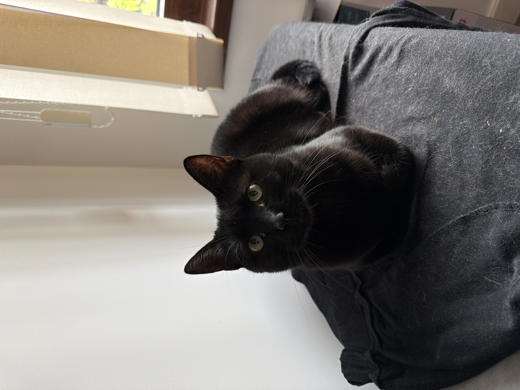 A black cat is sitting on a pile of black fabric. The cat is facing the camera with its paws tucked underneath its body. The cat has green eyes and white whiskers. The fabric is wrinkled and appears to be a piece of clothing. In the background, there is a white wall and a window with blinds. The window is letting in natural light, creating shadows on the wall. The scene appears to be indoors. There are no people or any other animals present in the image. There is no indication of the location being in Gabrovo, Bulgaria.