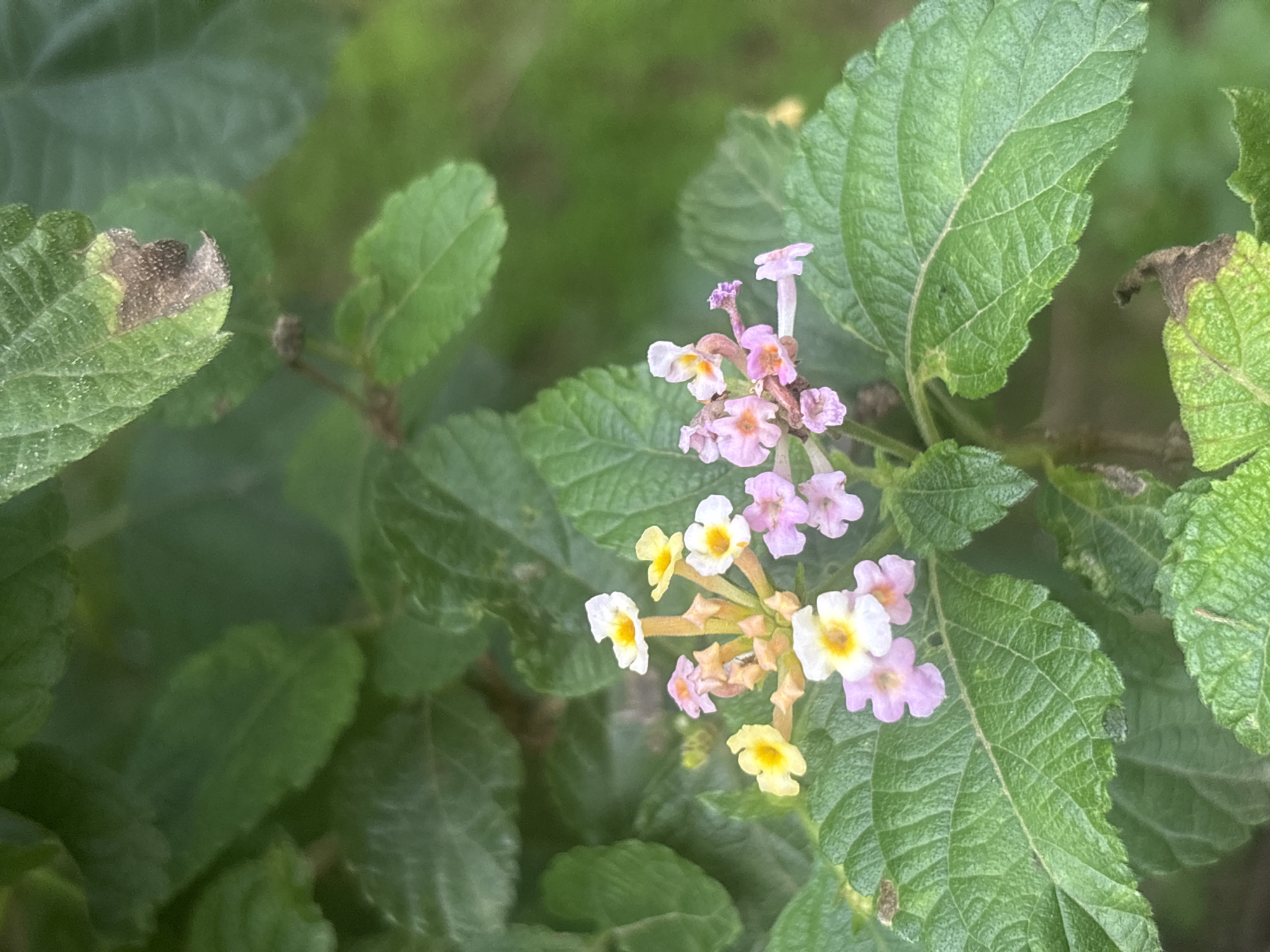 The image shows a close-up of a flowering plant with green leaves. The flowers are small and clustered, with colors ranging from white and yellow to pink. Some of the leaves show signs of browning and decay. The background is blurred and appears to be more greenery, suggesting an outdoor setting. This image was taken in Jos, Nigeria.