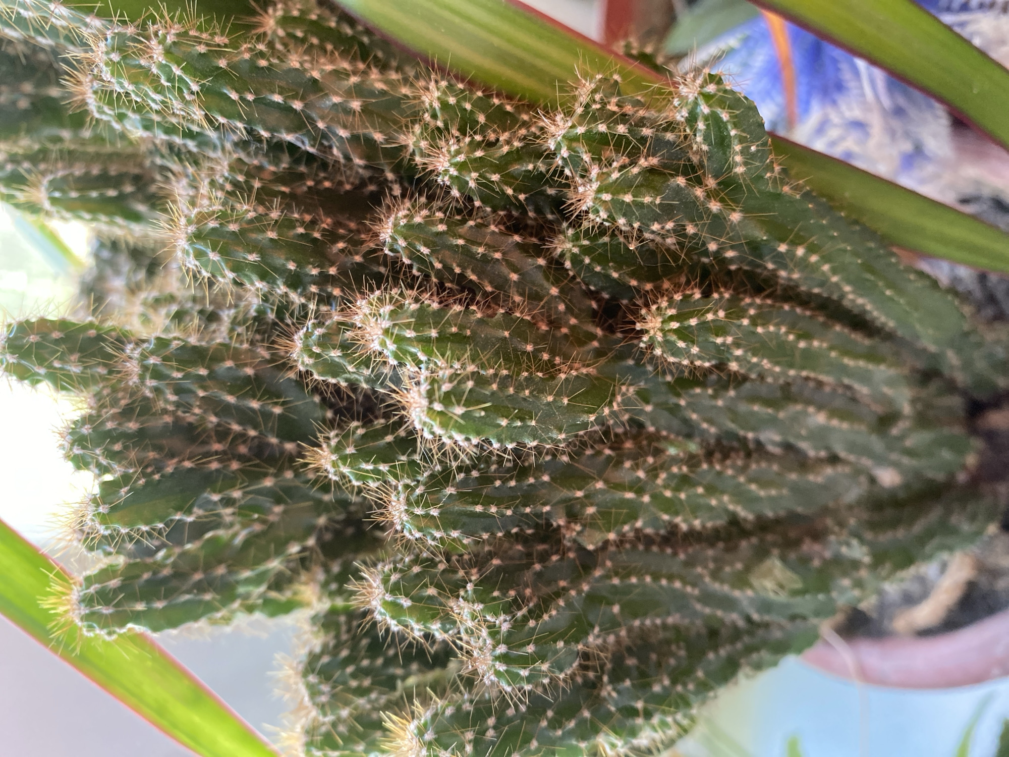 This is a close-up, eye-level, vertical shot of a potted cactus with numerous green, columnar stems covered in small, sharp spines. The cactus is densely packed, creating a textured surface. Two broad, green leaves with reddish edges, possibly from a different plant, are visible on the left and right sides of the frame, partially obscuring the cactus. The pot appears to be reddish-brown. The background is out of focus, showing hints of light and possibly other plants or decorative elements. The overall lighting suggests it is indoors, possibly near a window. There is no information to place this image in the city of Маринопіль, Ukraine.