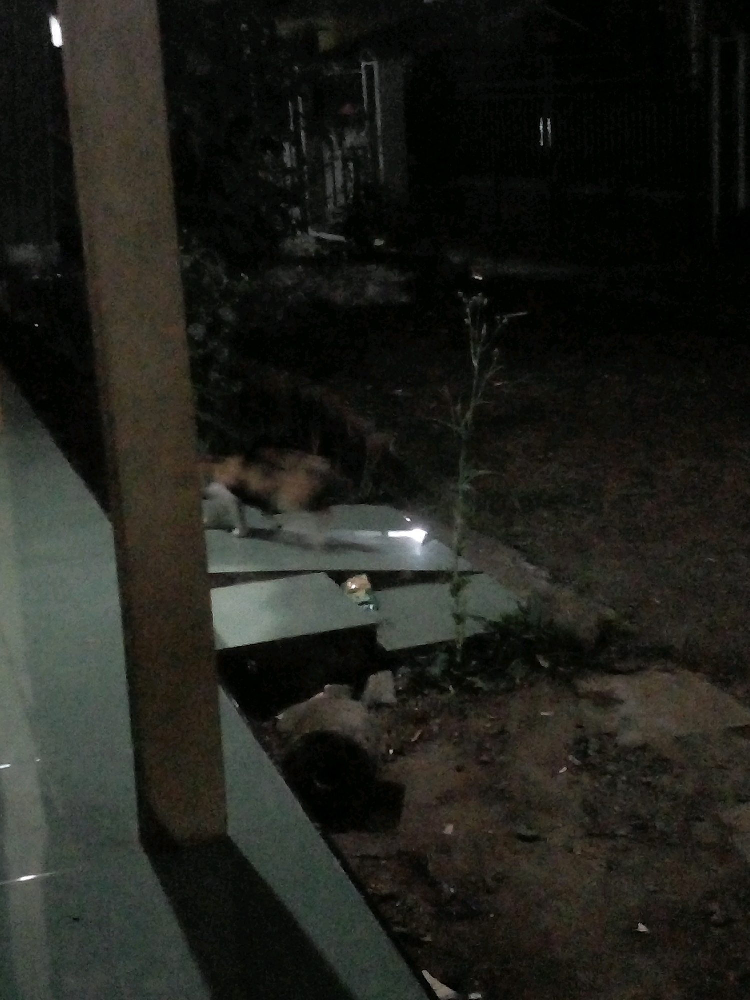 A blurry, night-time photograph shows a segment of a porch or outdoor seating area. In the foreground, a thick, light-brown, vertical post occupies the left side of the frame. To the right of the post, two rectangular, gray platforms are visible, placed at different heights. A blurred, ginger-colored cat is partially visible on the upper platform, appearing to be walking. The background is dark and indistinct, with hints of vegetation and what might be a building or fence. The lighting is dim and uneven, casting shadows and creating a low-visibility environment. The location is identified as Pungangan, Indonesia.
