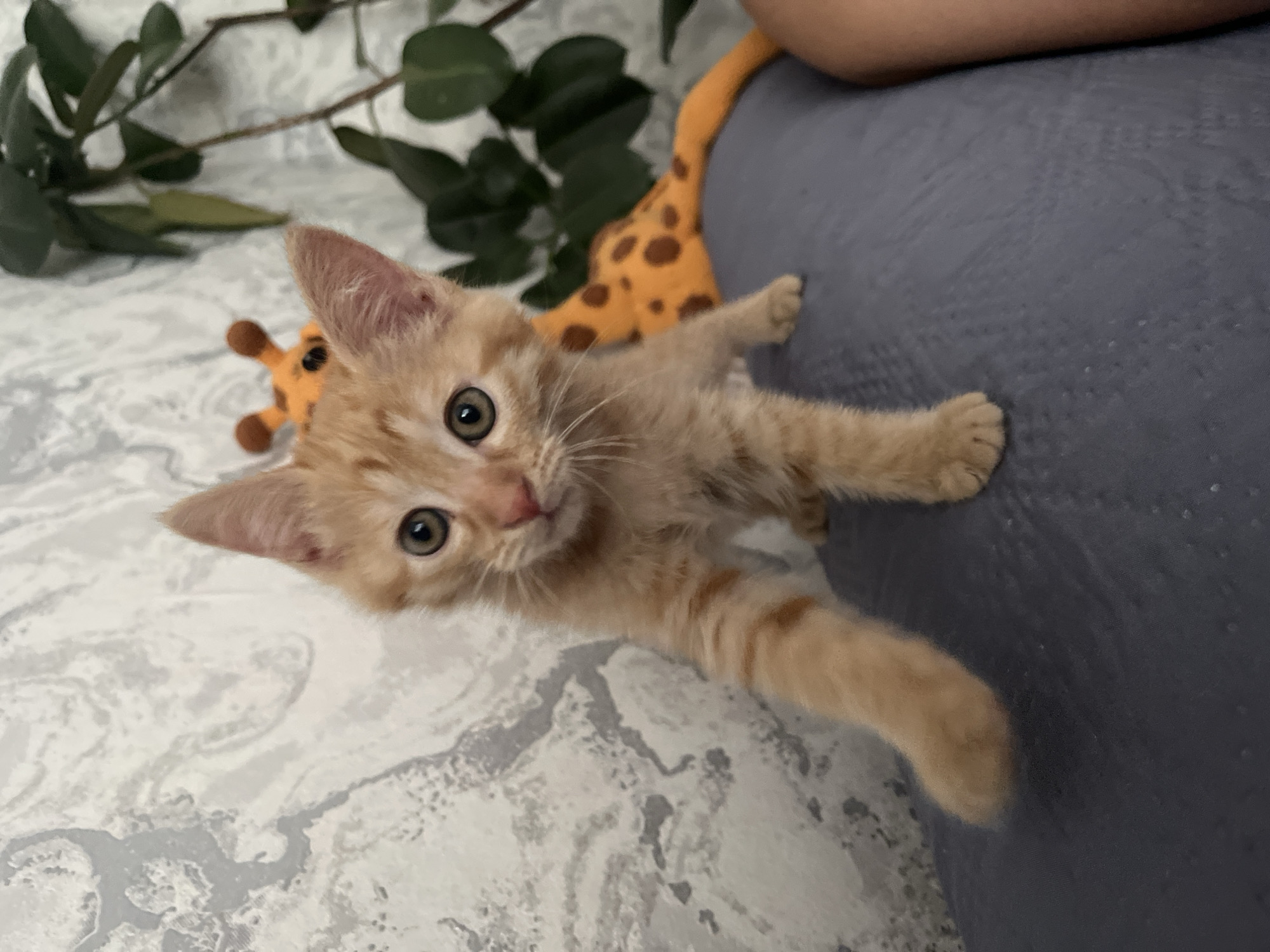 An orange tabby kitten stands on a gray surface, with its front left paw extended forward. The kitten has large, round eyes and a pink nose. In the background, a stuffed giraffe toy is visible, along with a houseplant and a patterned wall. A person's arm is partially visible on the right side of the frame. There is no information in the image to determine the location in Shymkent, Kazakhstan.