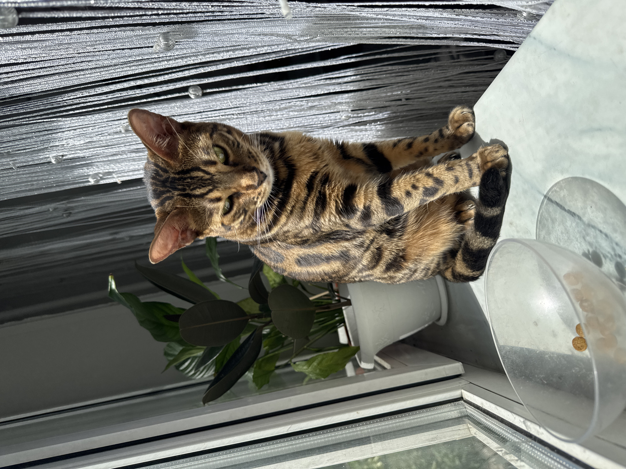 A Bengal cat is lying on a windowsill, next to a plant in a white pot and a clear plastic dish containing some dry food. The cat is facing the left side of the image, with its paws touching the edge of the windowsill. Behind the cat and above it, there are string curtains. The photograph seems to have been taken indoors during the daytime, with natural light coming through the window. The location is Unknown, Unknown.