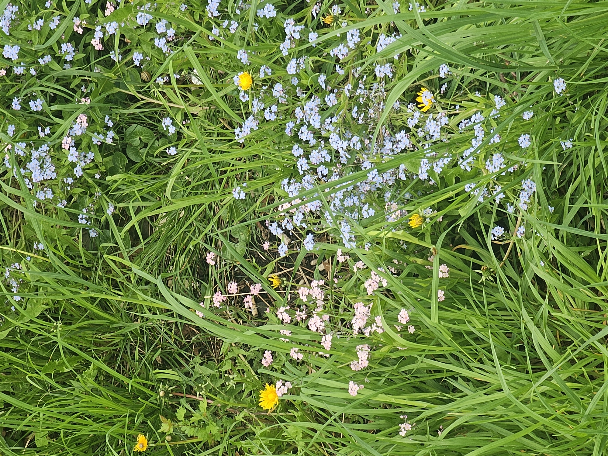 The image shows a patch of tall grass in a field or meadow, interspersed with various wildflowers. The dominant colors are green from the grass, light blue from what appear to be forget-me-nots, yellow from dandelions, and hints of pink from other small flowering plants. The scene appears to be natural and undisturbed. There's no evidence of human activity or structures visible in the frame. The perspective is from above, looking down at the grassy area. The location of the scene within the city of Chaikovsky, Russia is not discernible from the image alone.
