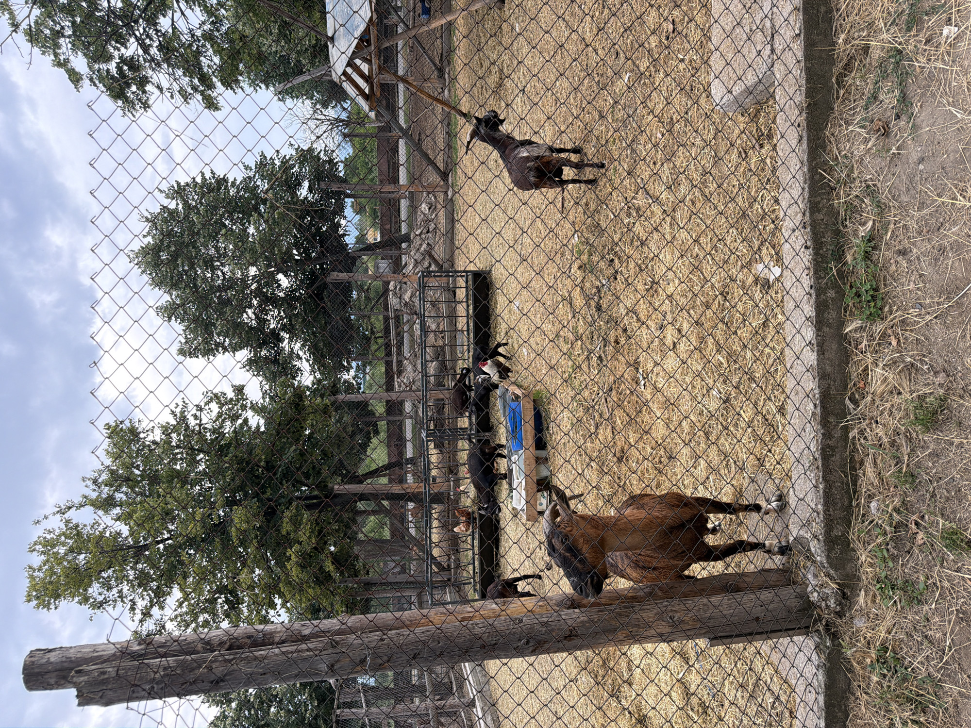 The image depicts an outdoor enclosure likely at a zoo or animal sanctuary, with several goats and chickens visible. The ground is covered in dry straw. In the foreground, a wooden post stands next to a chain-link fence. A brown goat with horns is positioned behind the fence, looking towards the left. Further into the enclosure, a darker goat stands to the right, facing away from the camera. Several chickens are scattered throughout the scene. In the background, there are trees and a wooden structure that might be an animal shelter. The sky is overcast. This scene is located in the city of Pazardzhik, Bulgaria.