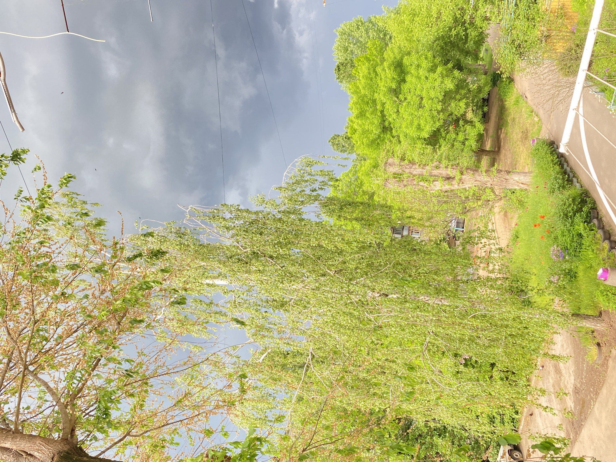 The image captures an outdoor scene under an overcast sky, with dark clouds looming. A tree with branches reaching toward the sky dominates the left foreground. To the right, a path flanked by greenery and flowers leads into the distance. The location is possibly in Unknown, Unknown, but this is unconfirmed. There are no people visible in the frame. The primary subjects are trees and nature, and the action seems to be the sway of branches, possibly due to wind. Utility lines are also visible against the sky.
