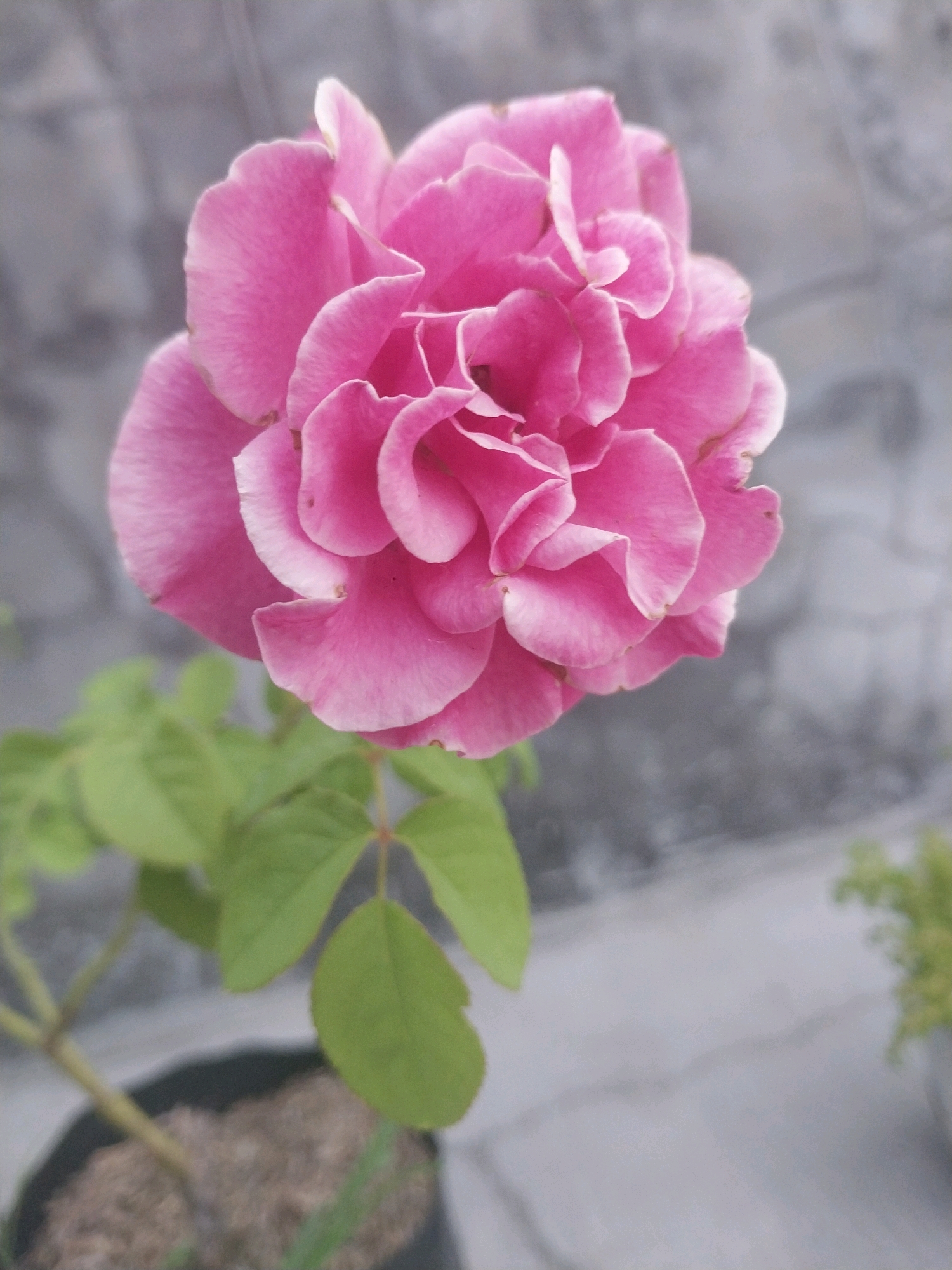 A close-up, eye-level shot features a vibrant pink rose in full bloom, its petals intricately layered and slightly ruffled. The rose is positioned in the upper center of the frame, with its stem and several green leaves extending downwards towards the bottom left. The background is a muted, out-of-focus gray textured wall, suggesting an outdoor urban setting. The bottom of the frame shows a dark pot containing soil and the base of the rose plant, partially obscured by the foliage. The lighting is soft and diffused, highlighting the delicate texture of the rose petals. The scene is static and devoid of any human presence, capturing a moment of natural beauty within a potentially urban environment in Blitar, Indonesia.